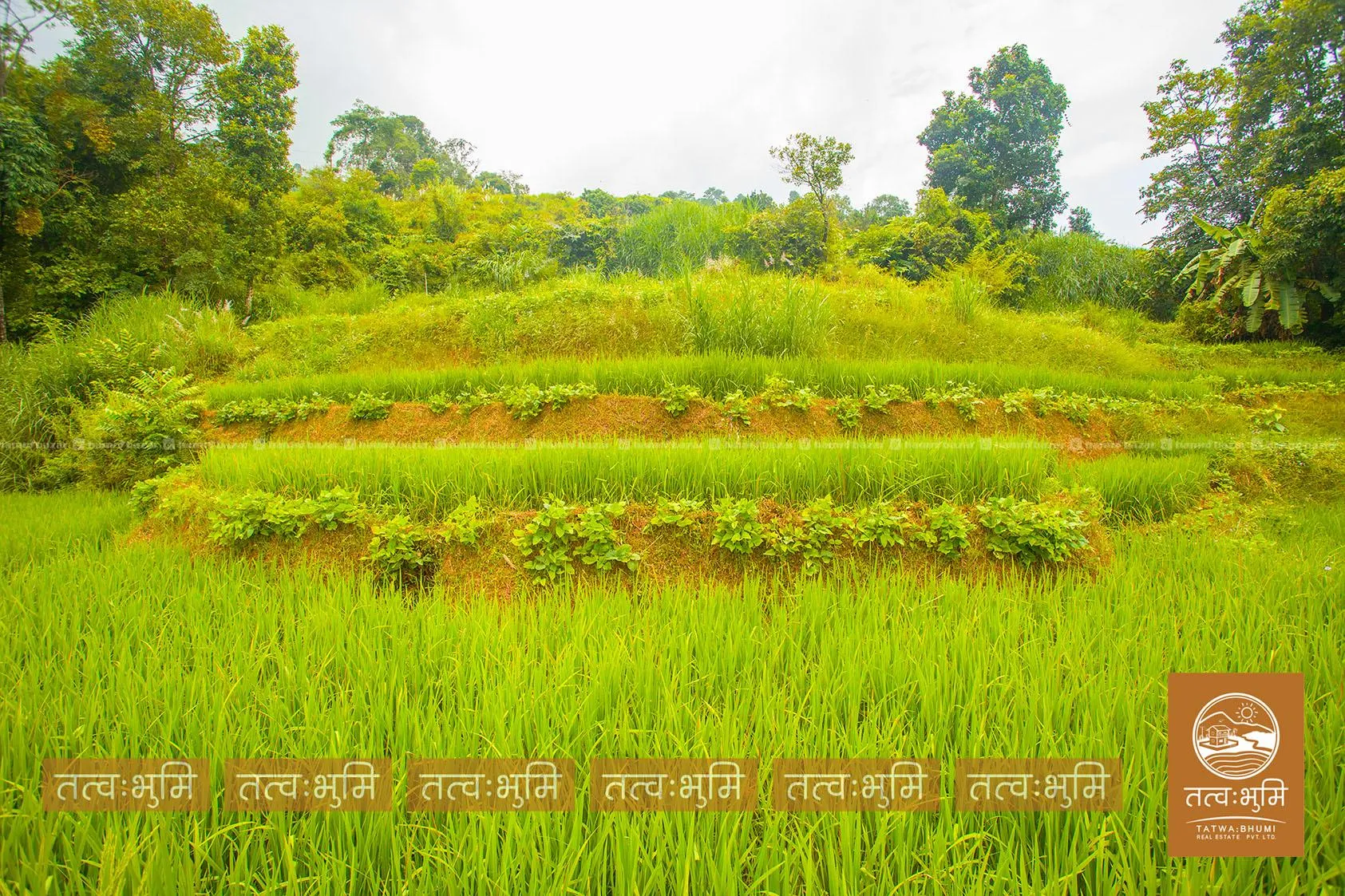 7 Ropani land for sale in Thansingh-Nuwakot. 6