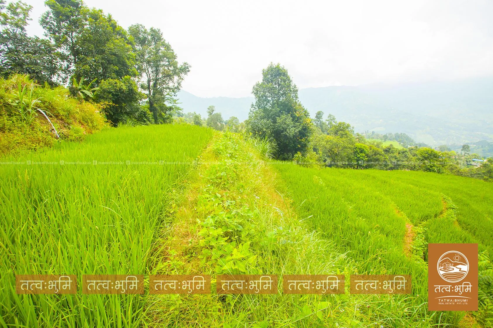7 Ropani land for sale in Thansingh-Nuwakot. 5