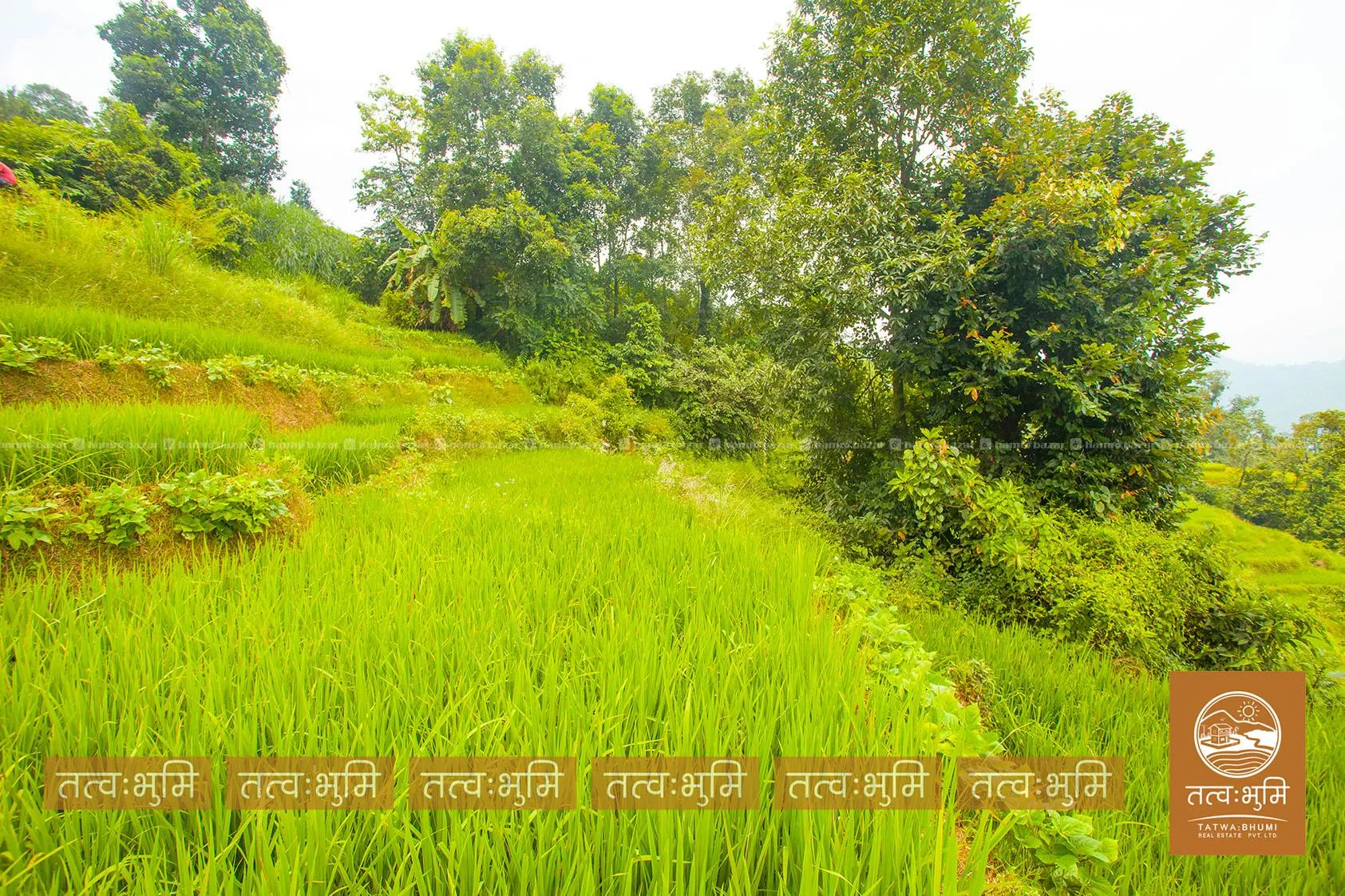 7 Ropani land for sale in Thansingh-Nuwakot. 2