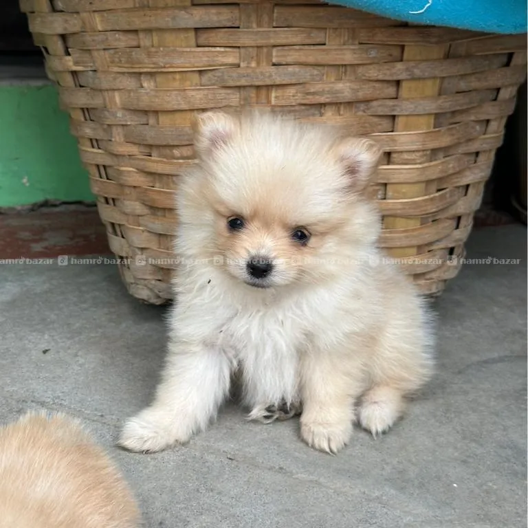 Toy Pomeranian Female Puppy 2