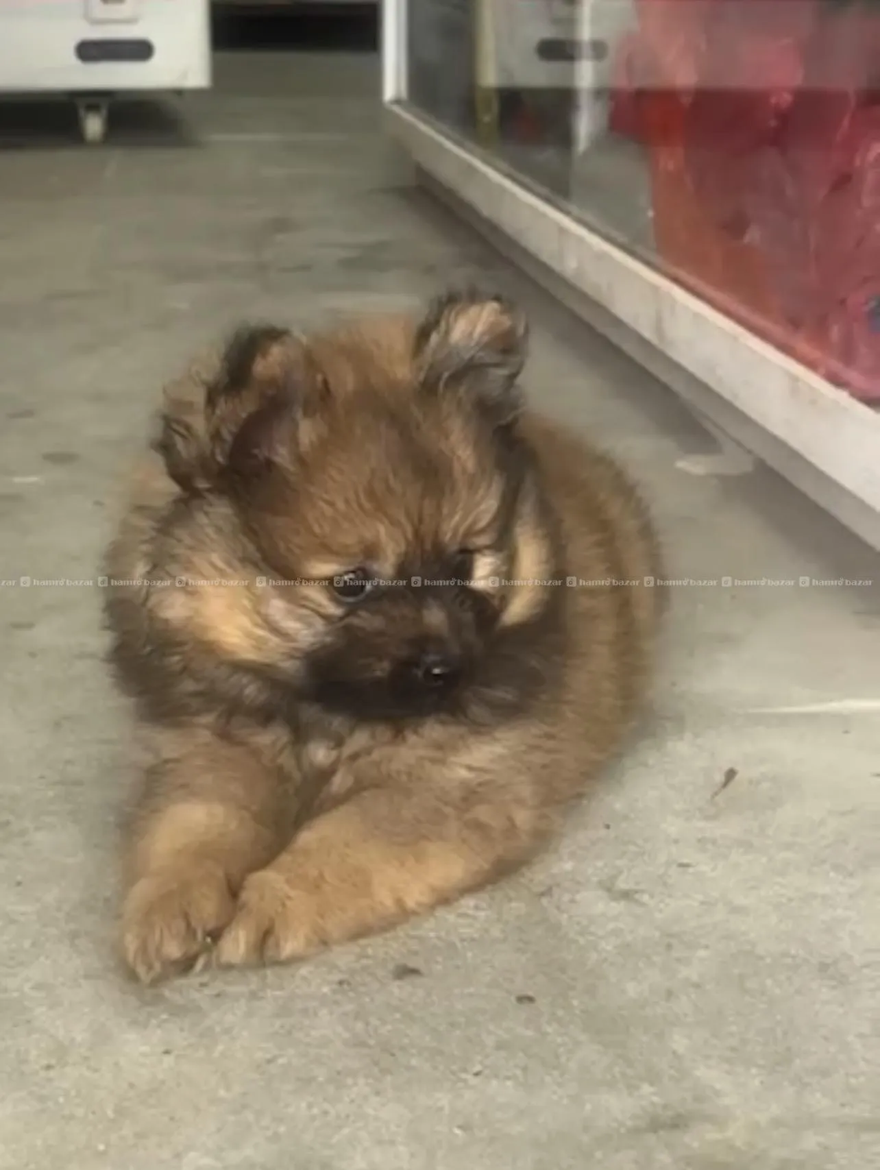pomeranian Male pup 2