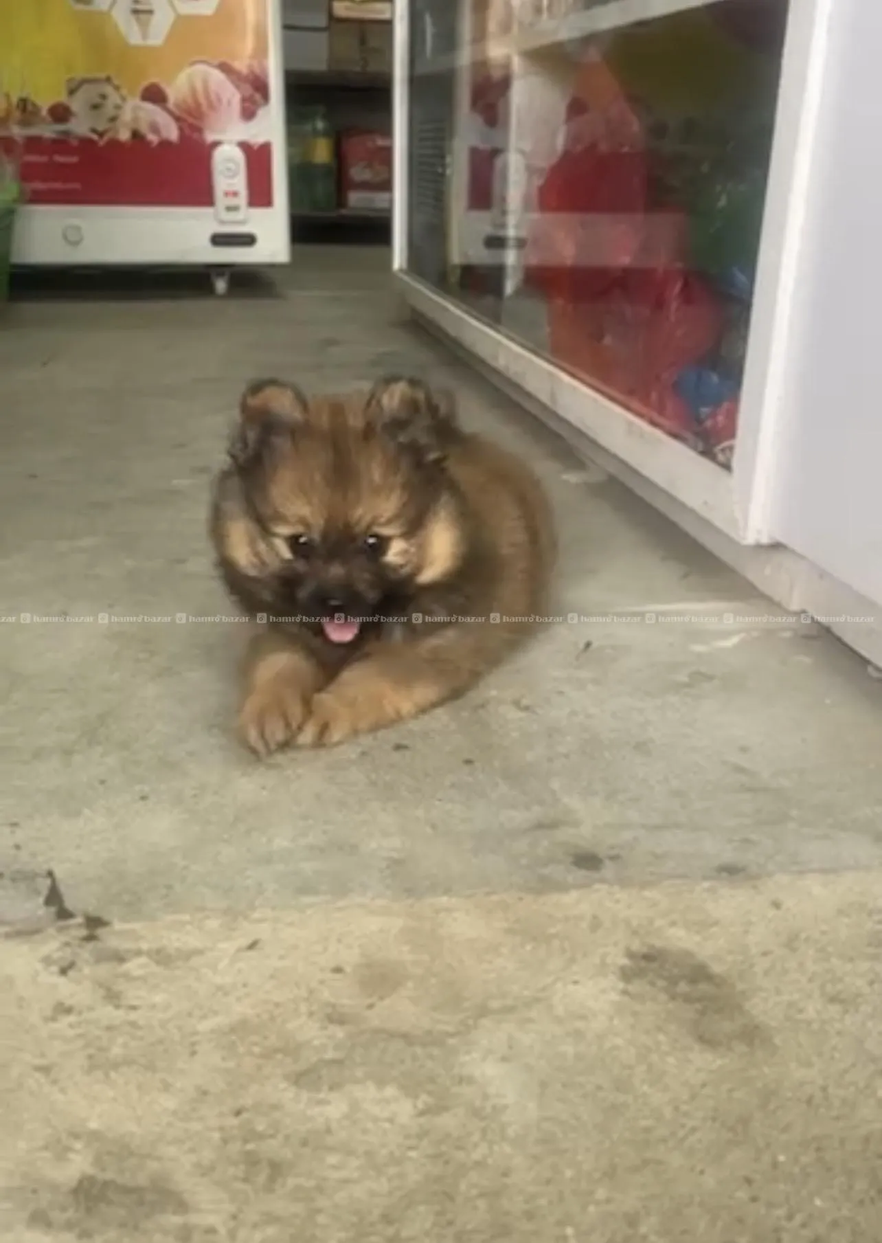 pomeranian Male pup 4