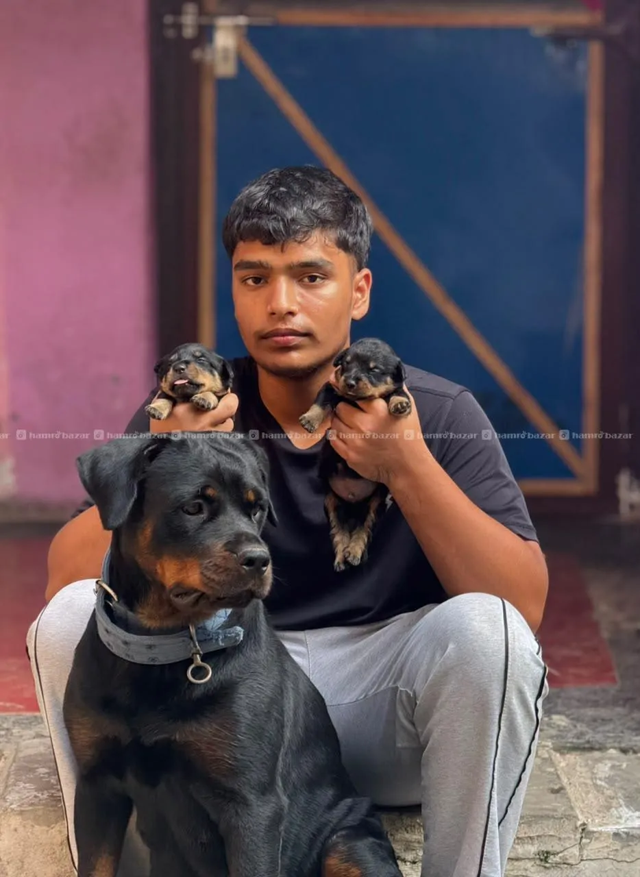 rottweiler 2