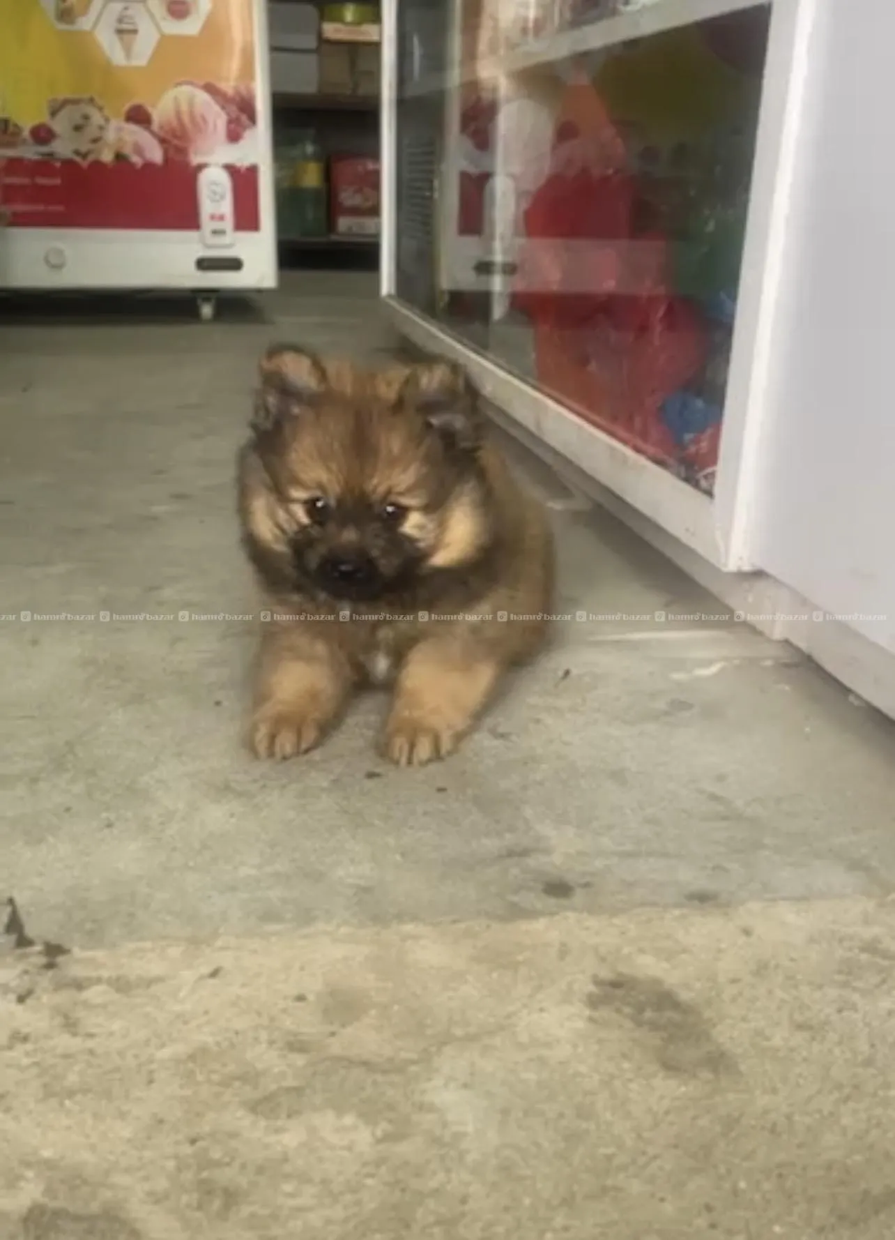 pomeranian Male pup 3