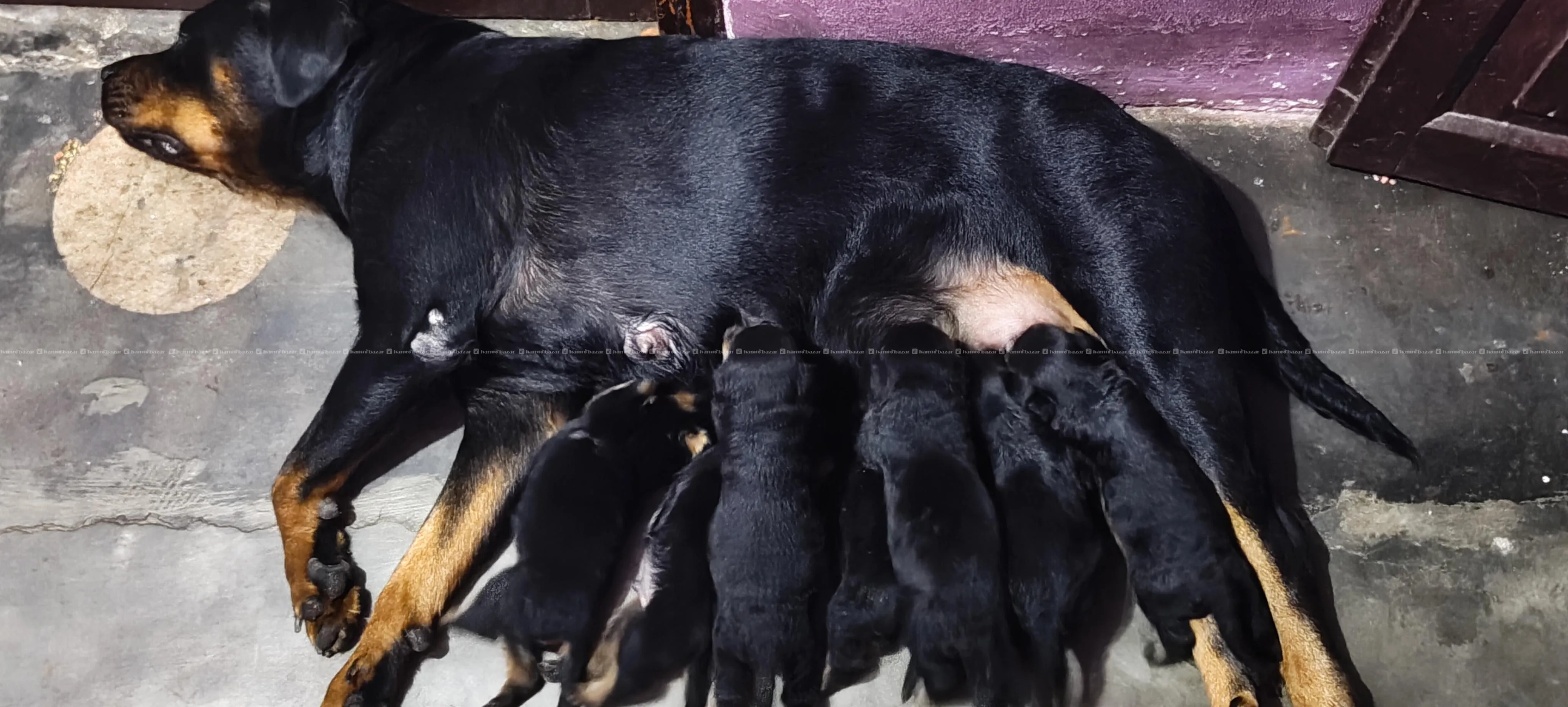 rottweiler puppies 9701496225 5