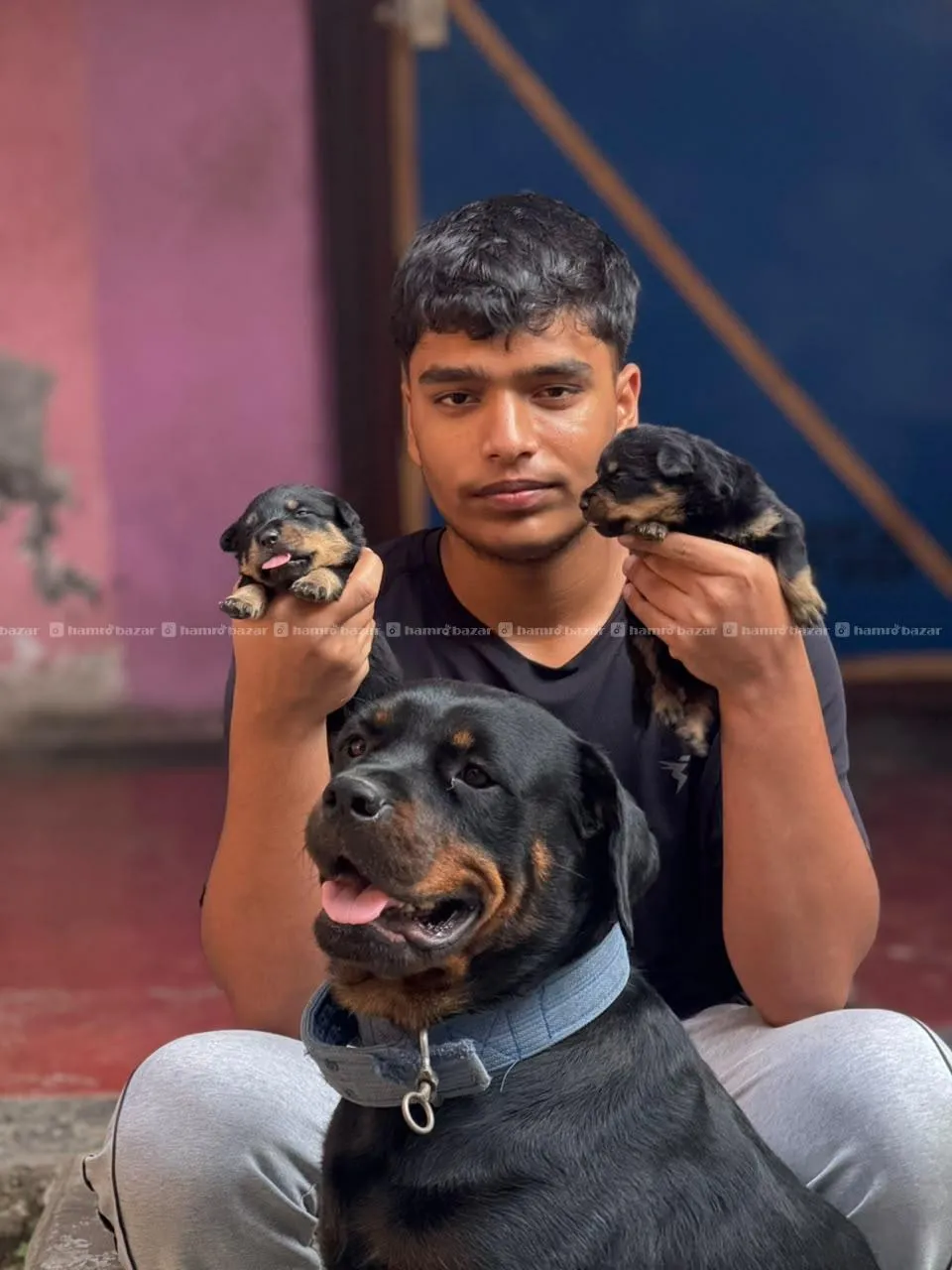 rottweiler puppies 9701496225 3