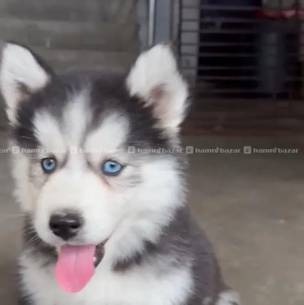 Husky Female 17999 2