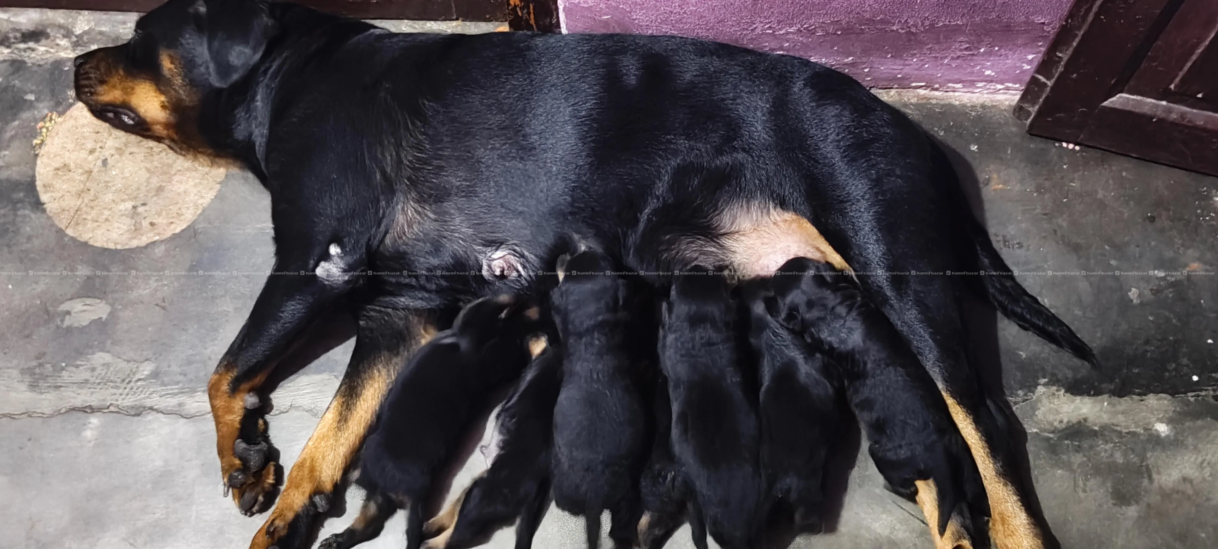 rottweiler puppies 9701496225 4