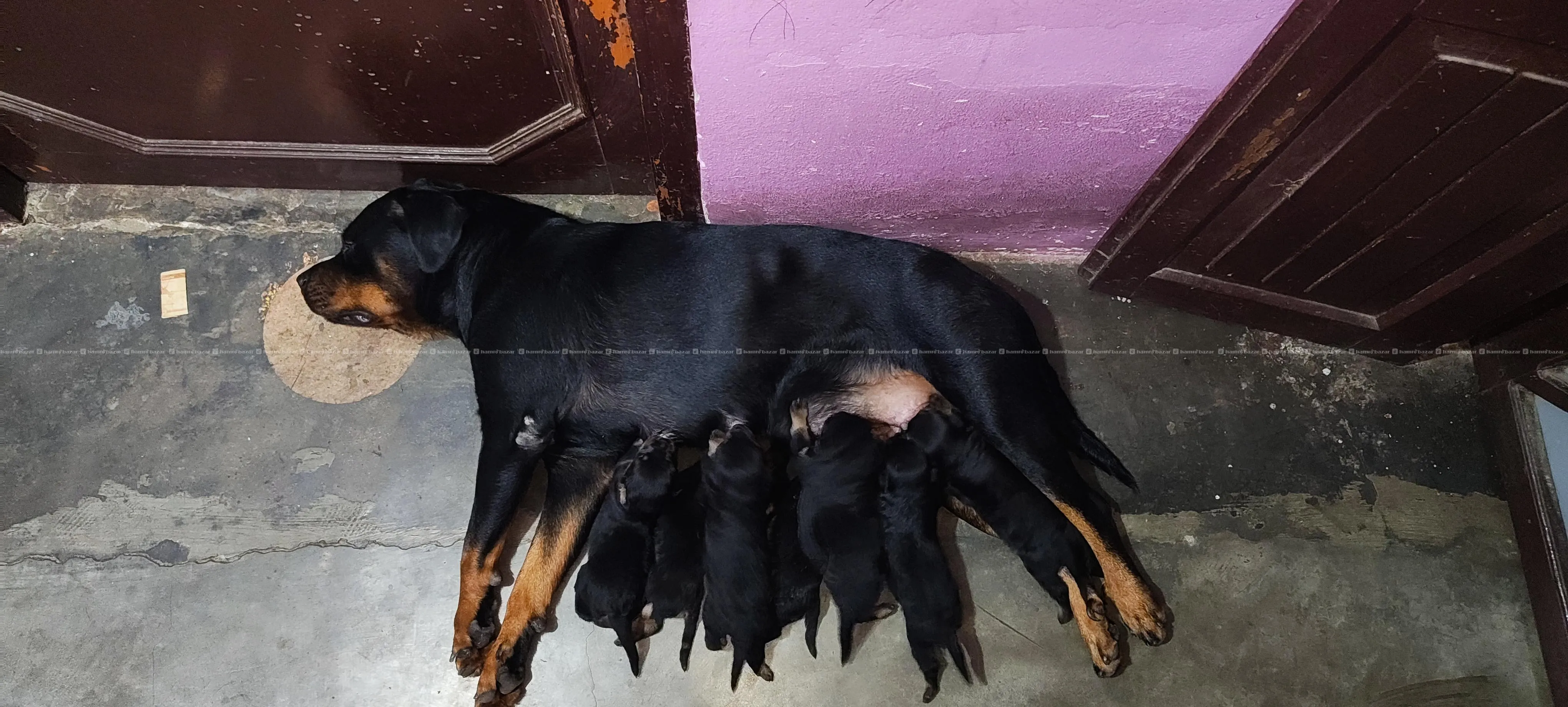 rottweiler puppies 9701496225 2