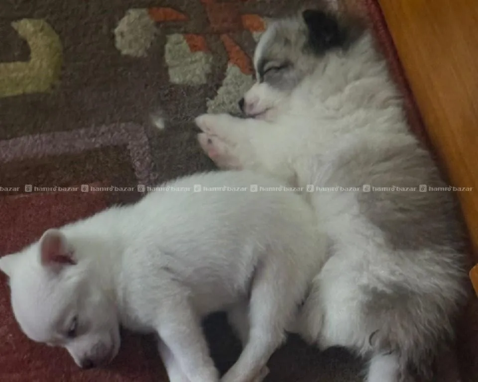 dog for sale 2