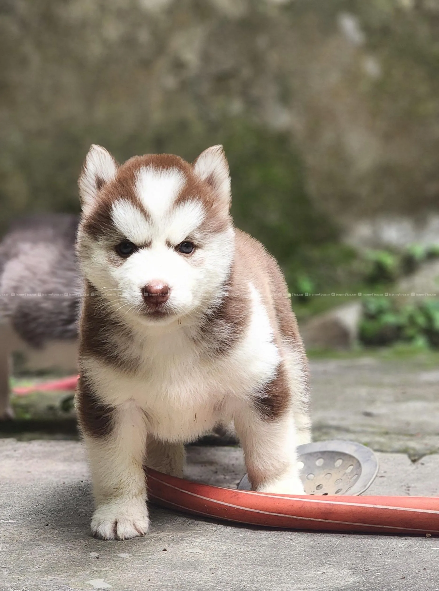 Husky puppy 7