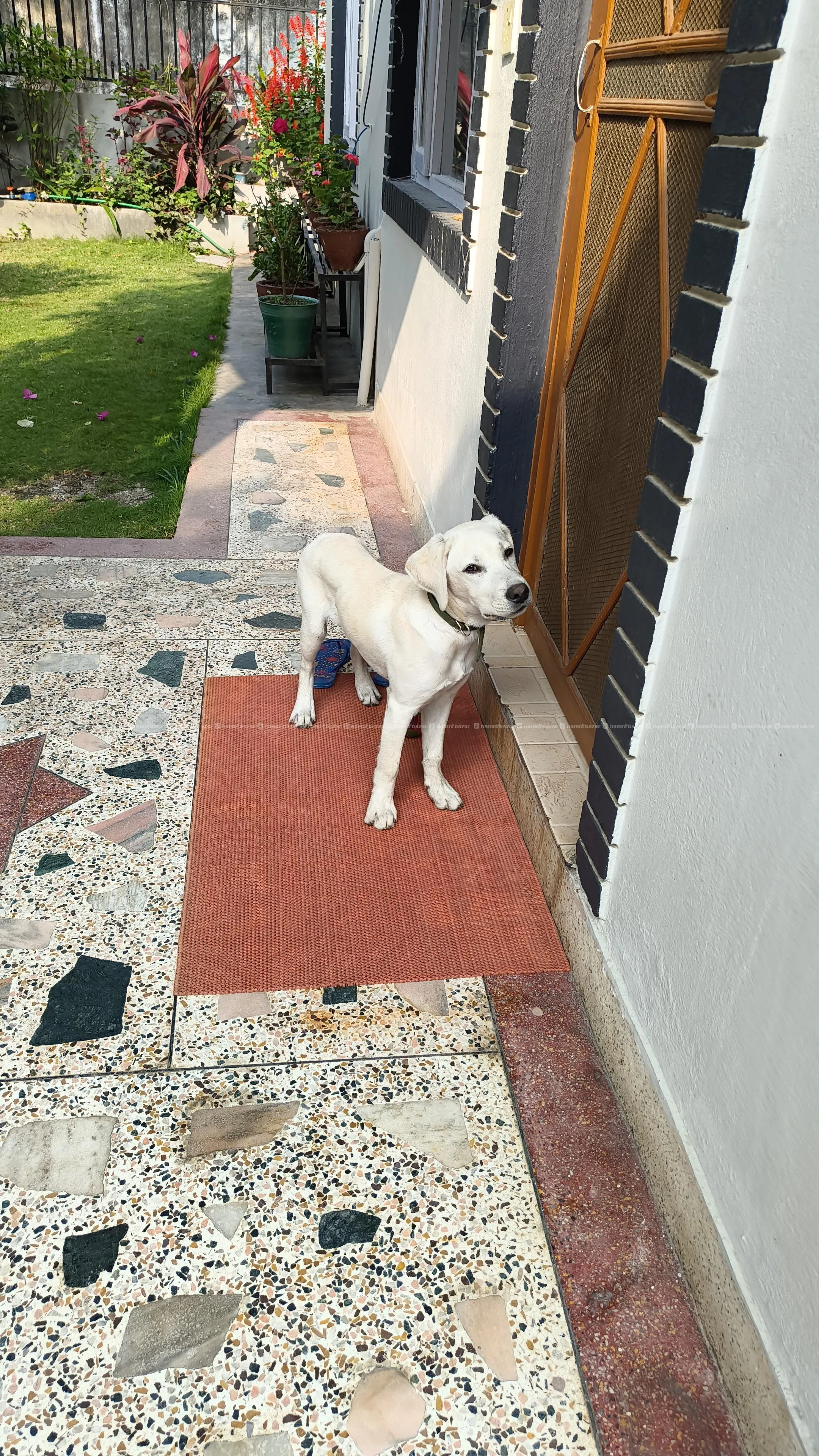 Pure bred Labrador retriever 6
