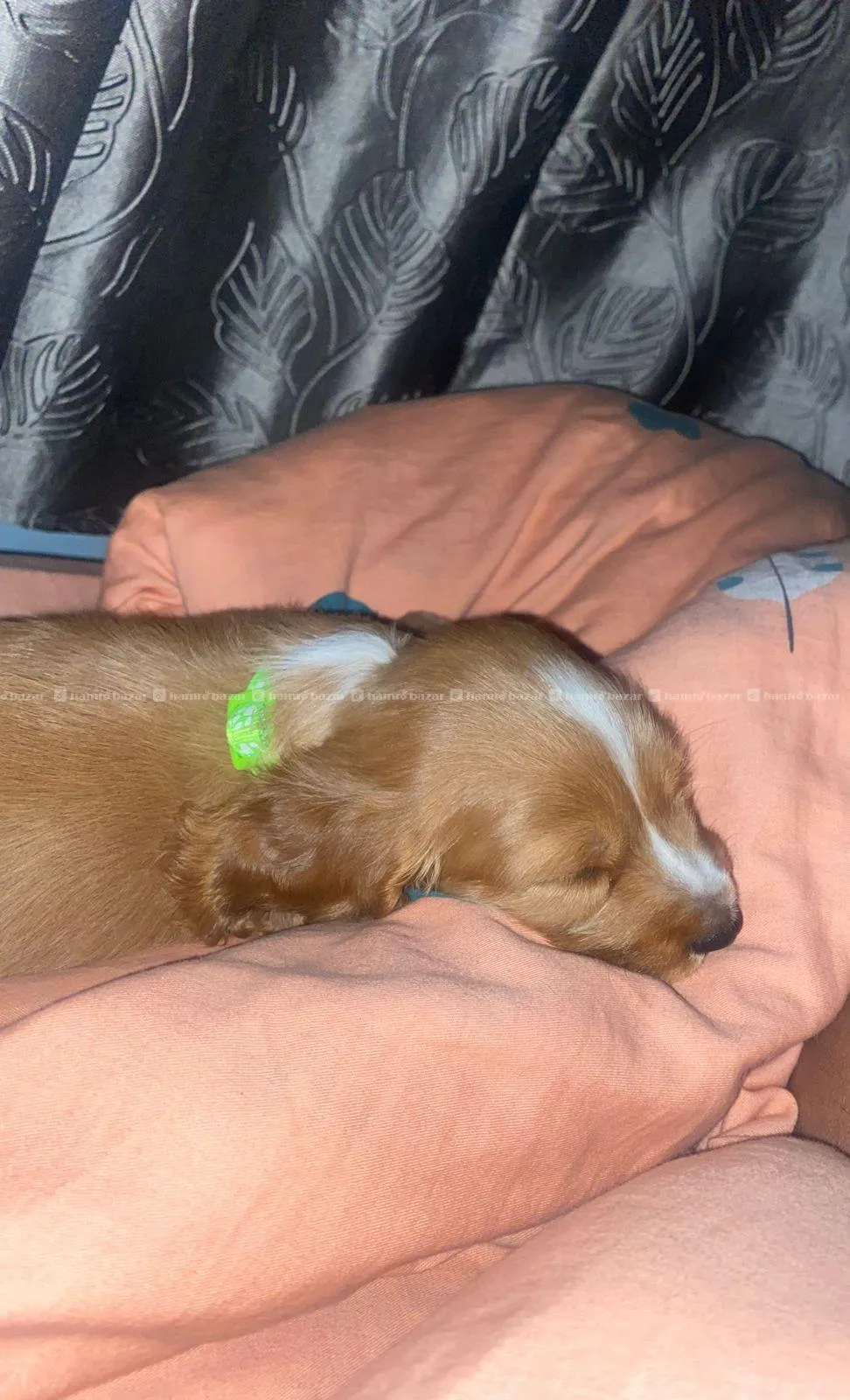 30-day old healty and active Cocker Spaniel Pup. 2