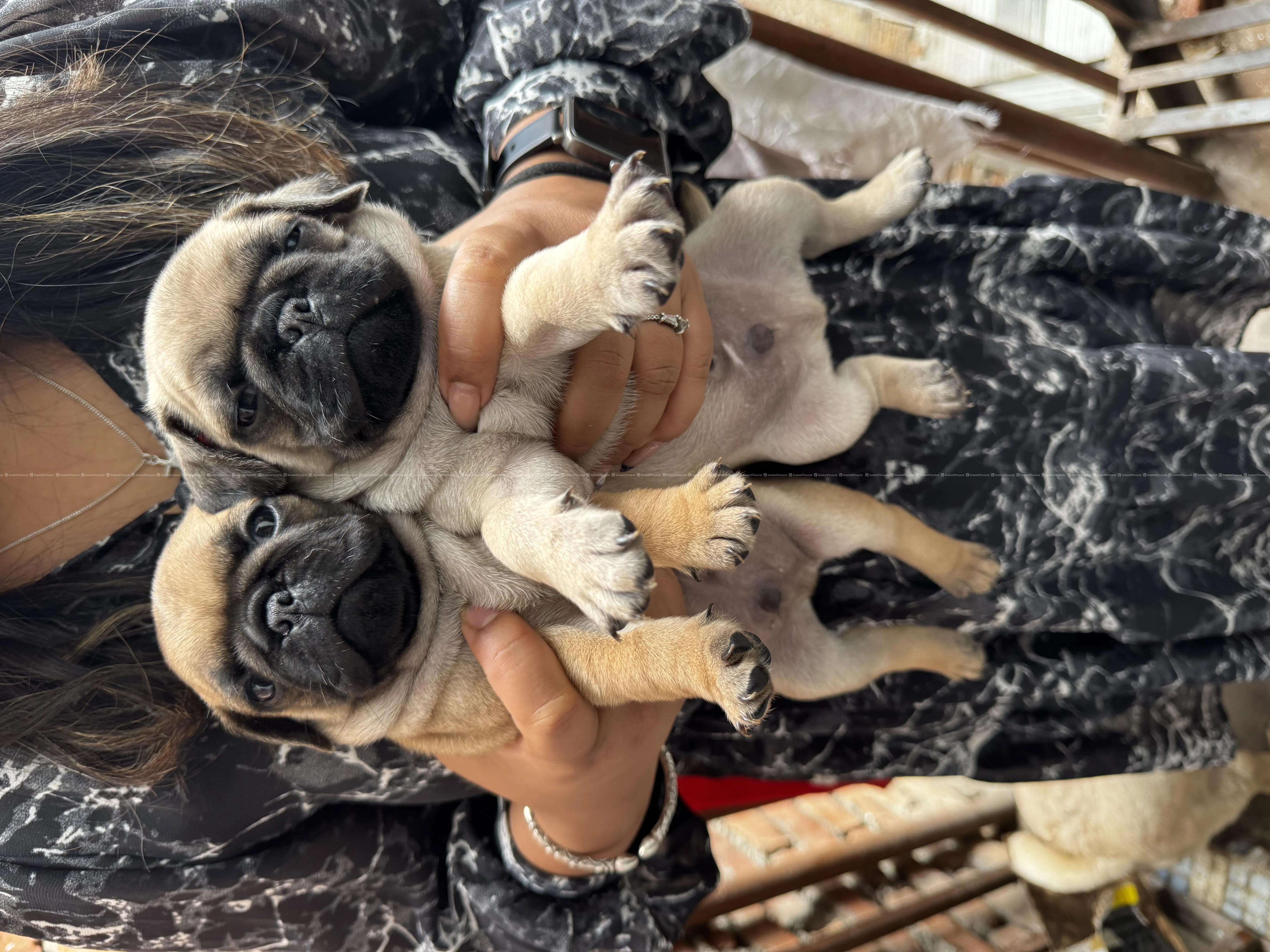 Baby Pugs for sale 3