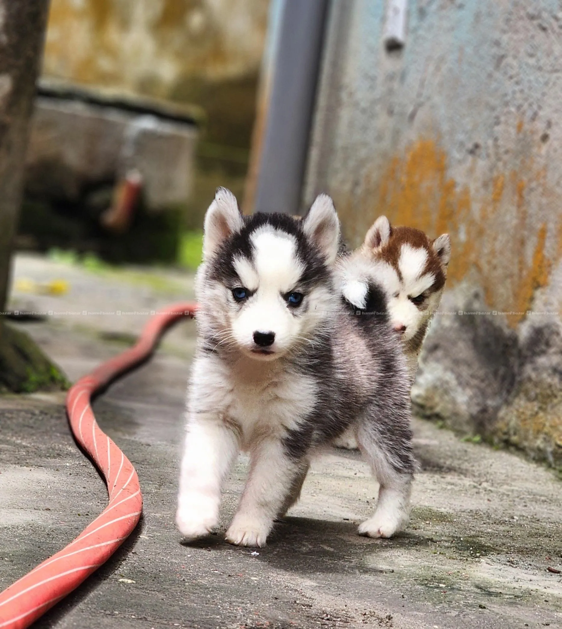 Husky puppy 2
