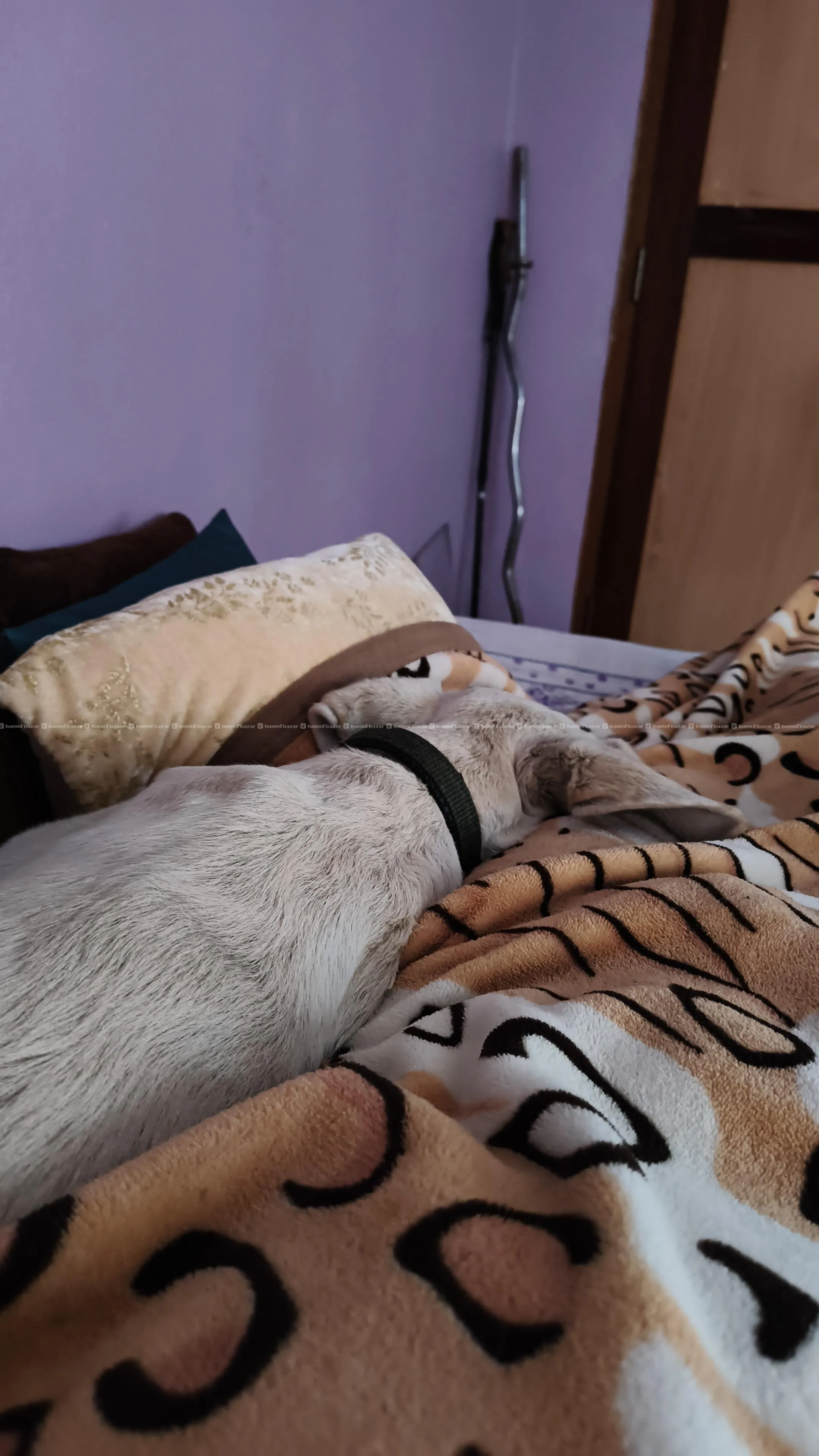 Pure bred Labrador retriever 4