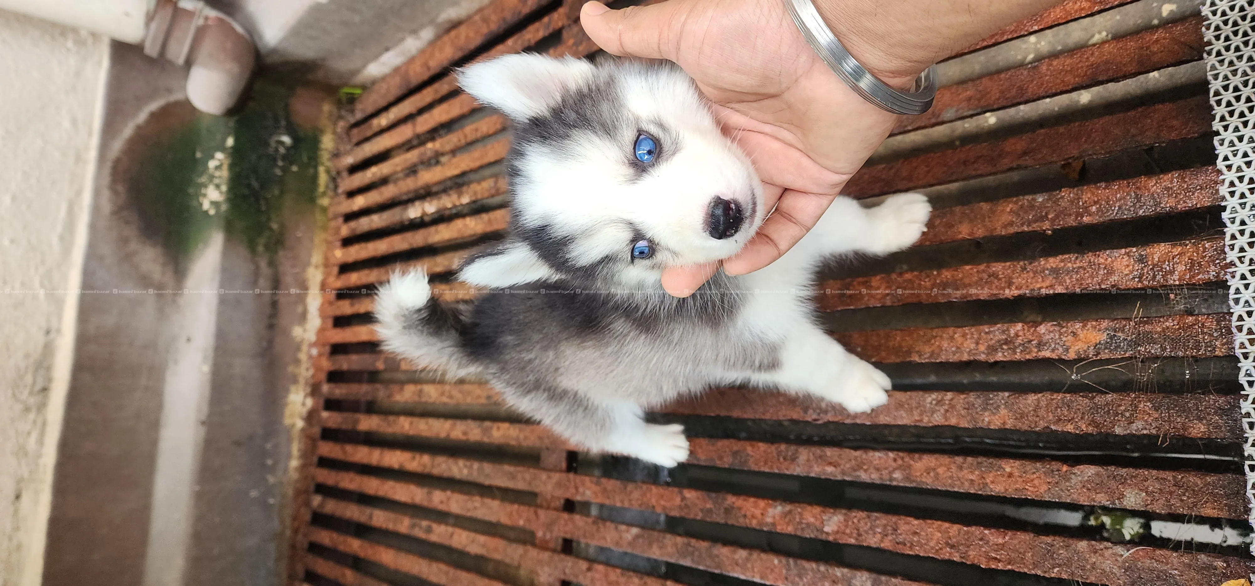 Husky puppy 3