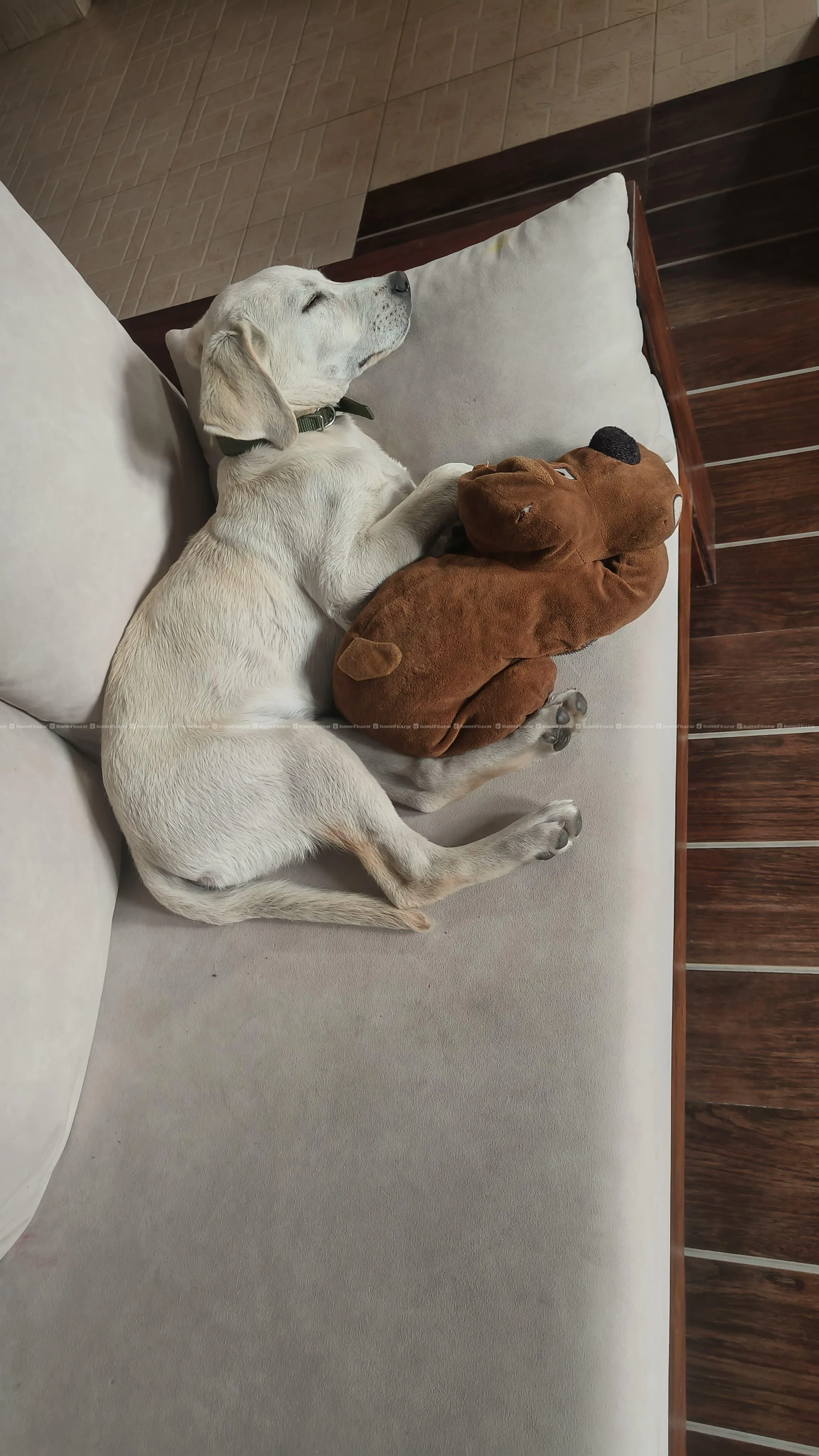 Pure bred Labrador retriever 5
