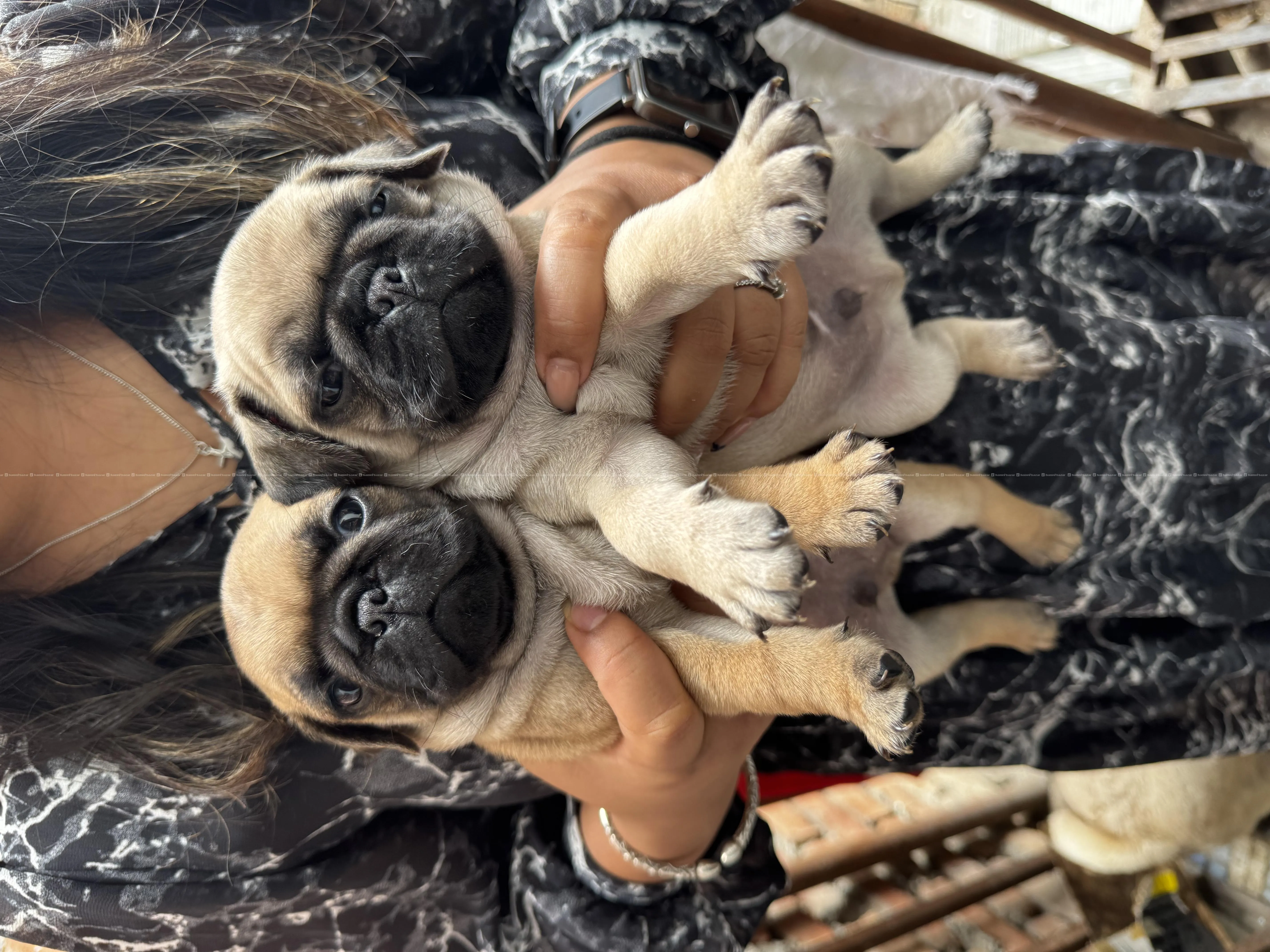 Baby Pugs for sale 2