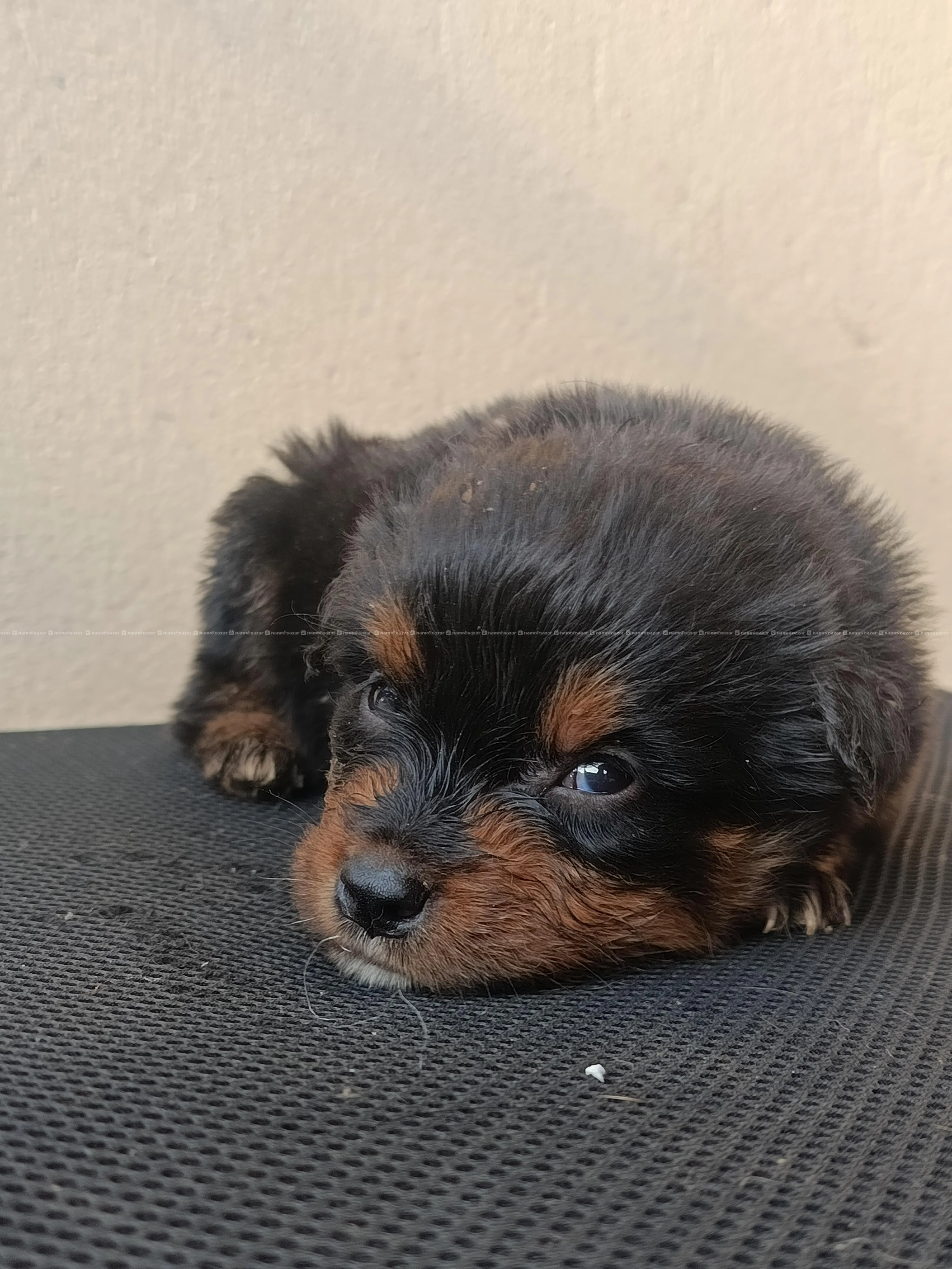 Rottweiler puppies. 4