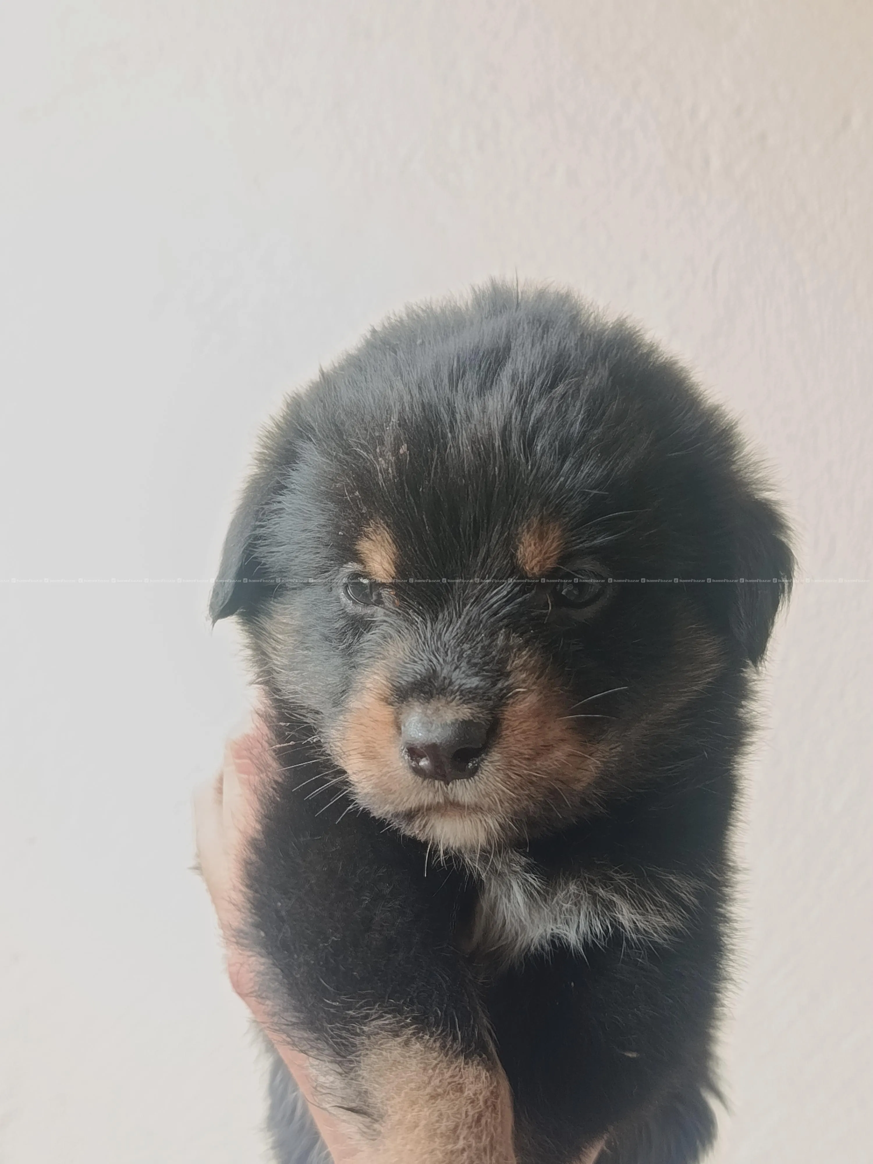 Rottweiler puppies. 3