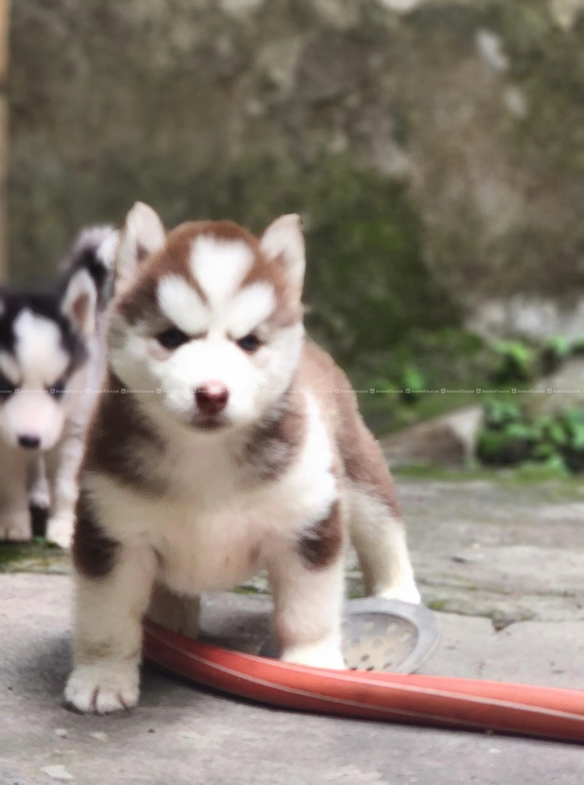 Husky puppy 8
