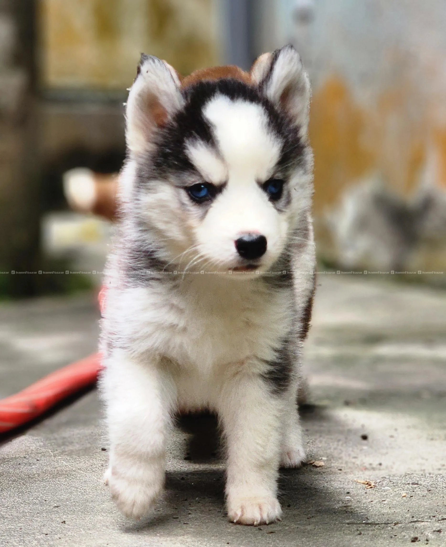 Husky puppy 4