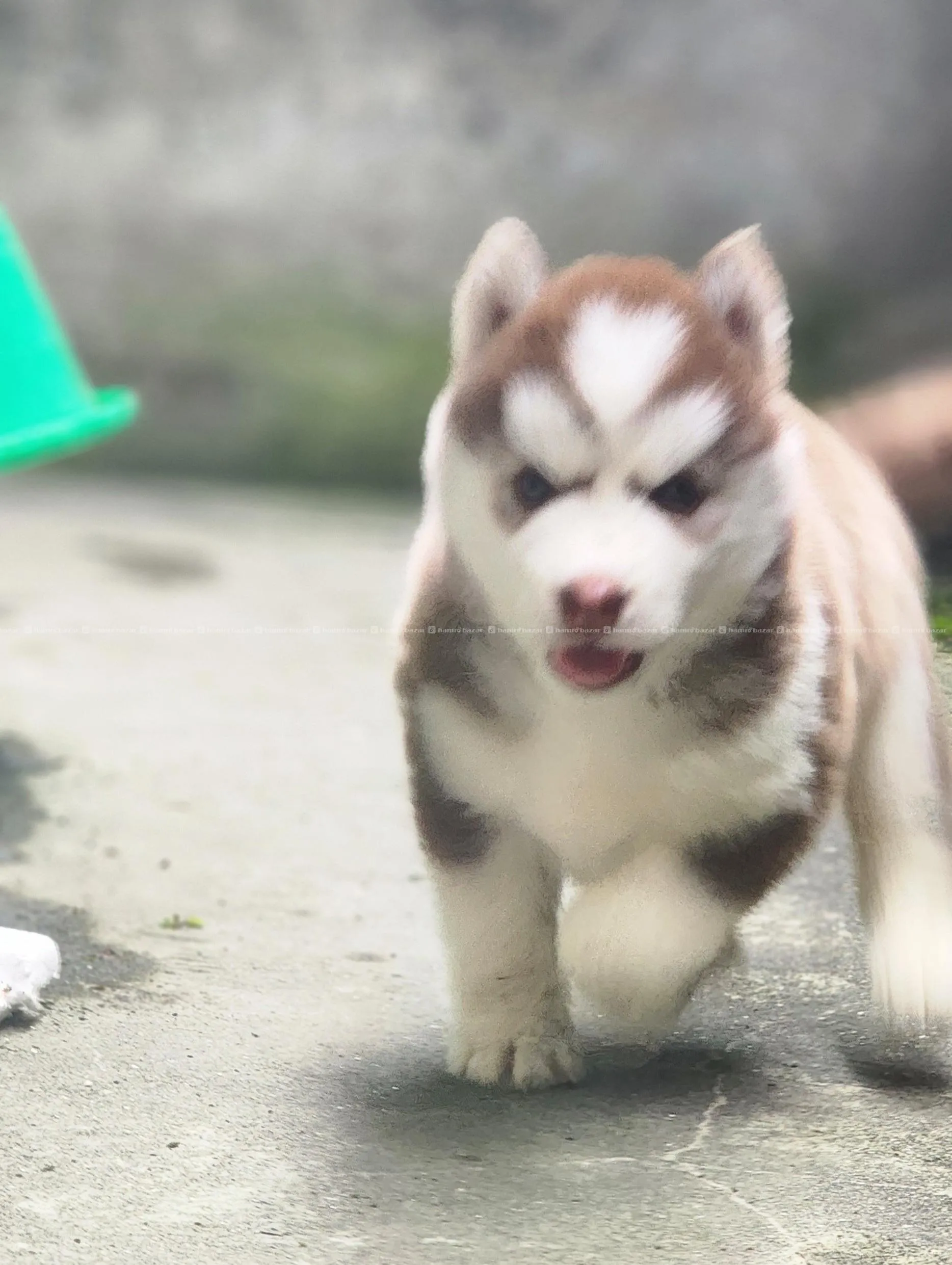 Husky puppy 5