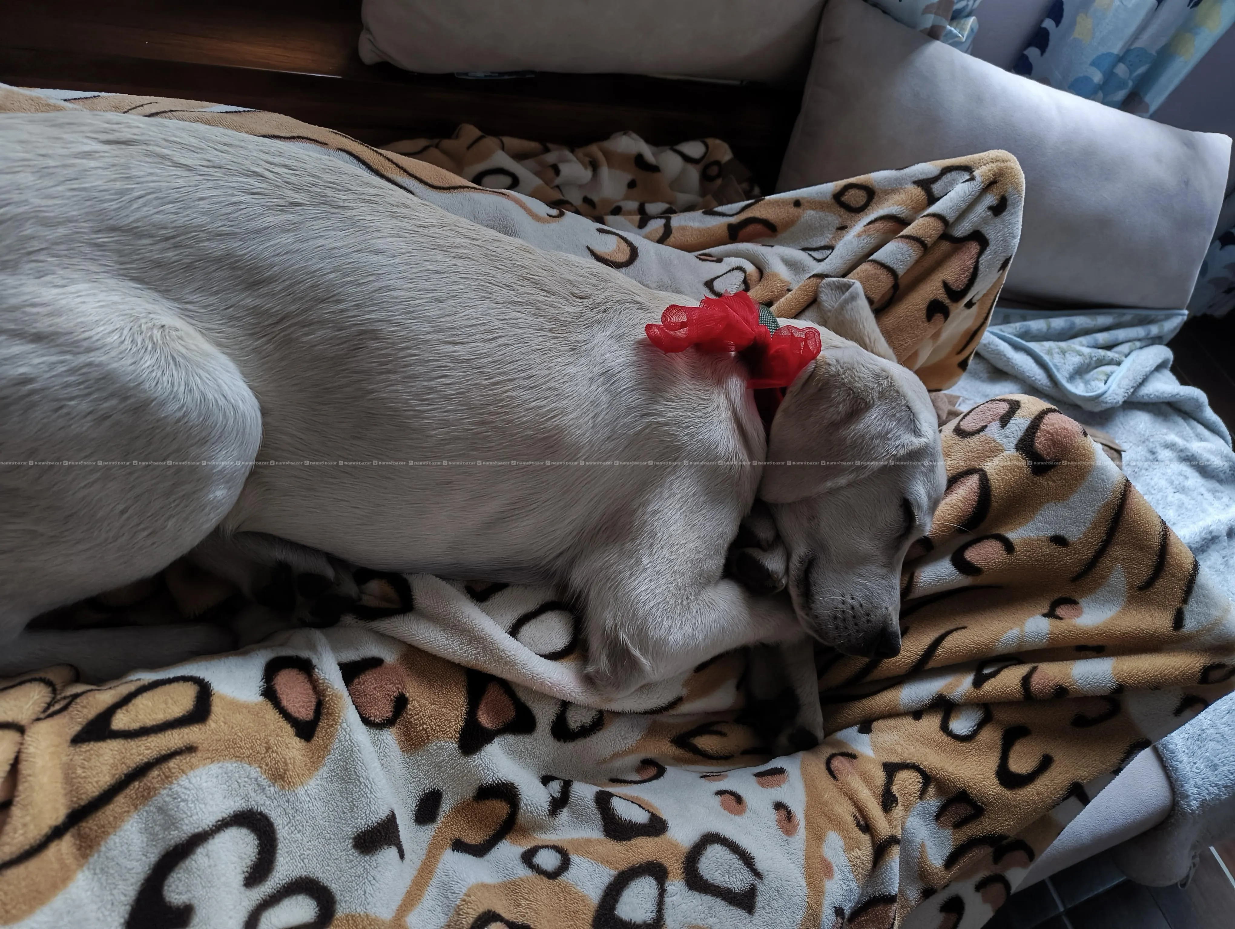 Pure bred Labrador retriever 2