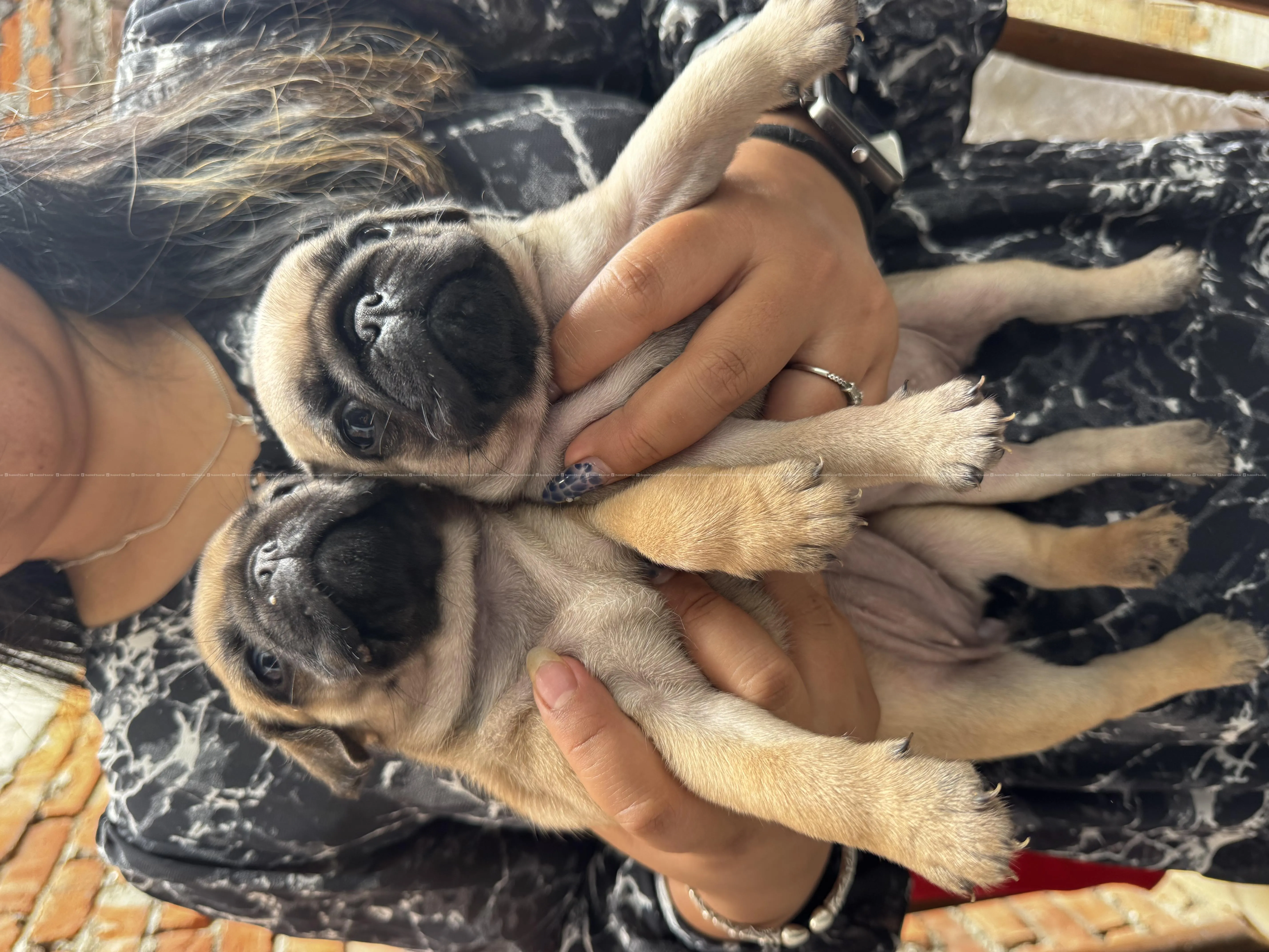 Baby Pugs for sale 4
