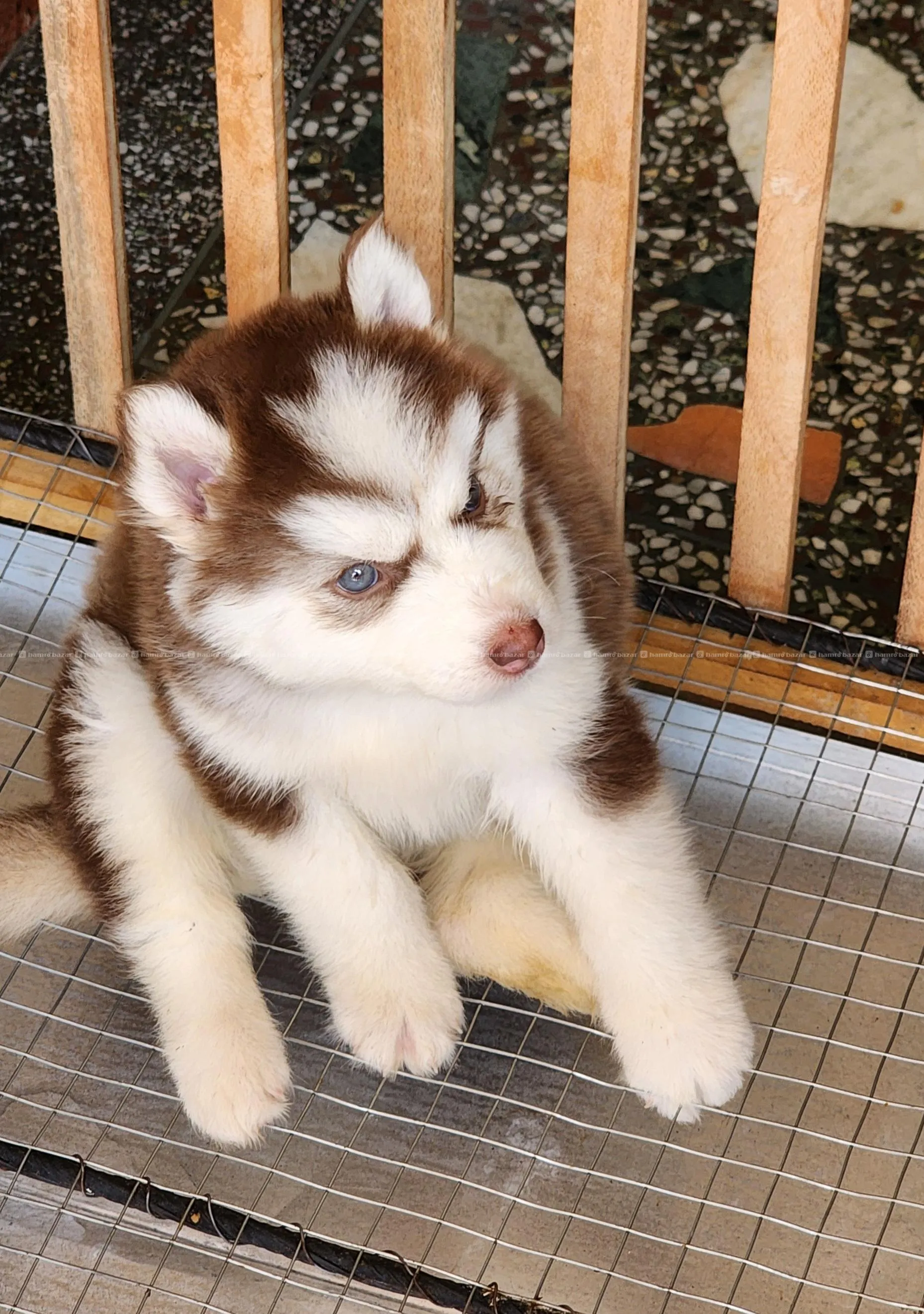 Husky puppy 6