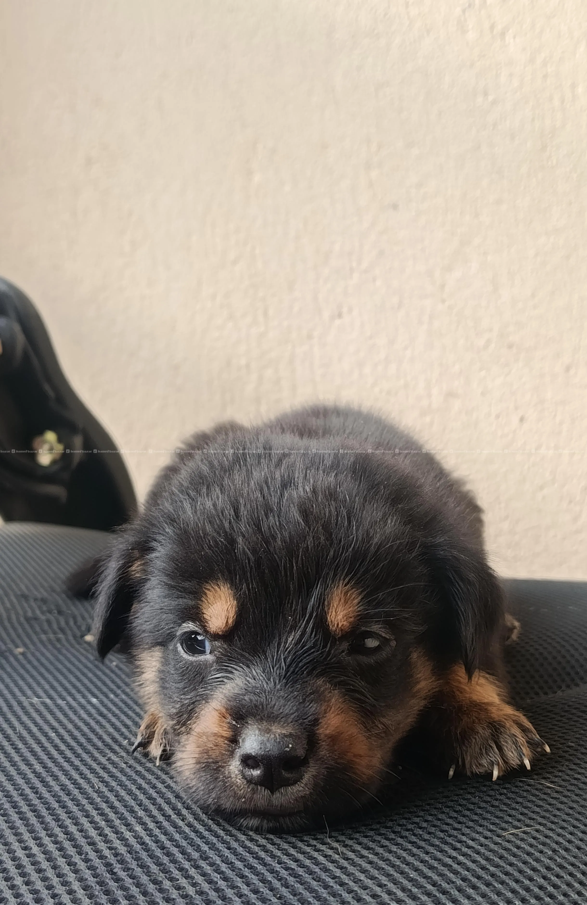 Rottweiler puppies. 2