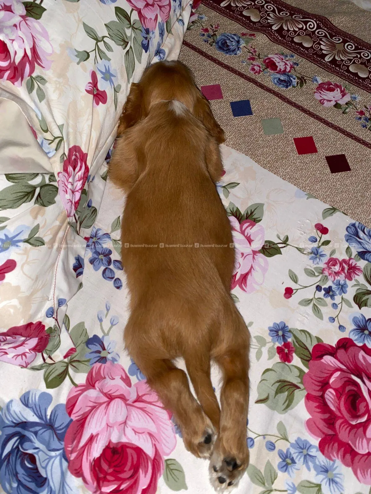 30-day old healty and active Cocker Spaniel Pup. 3
