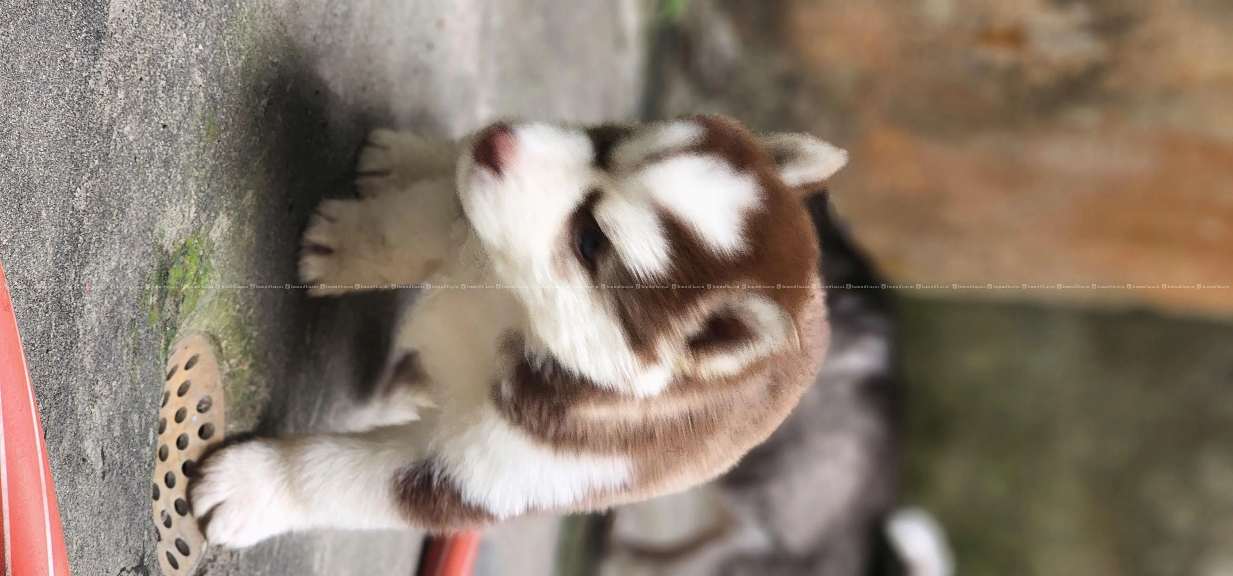 Husky 3