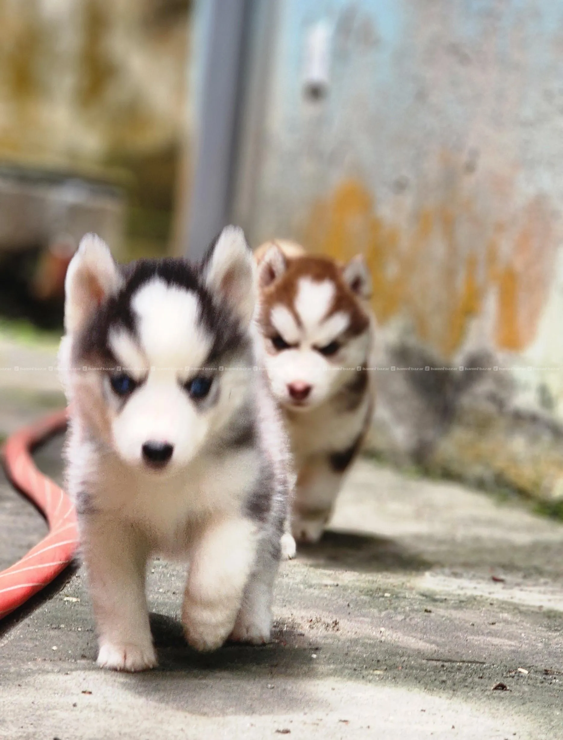 Husky 4