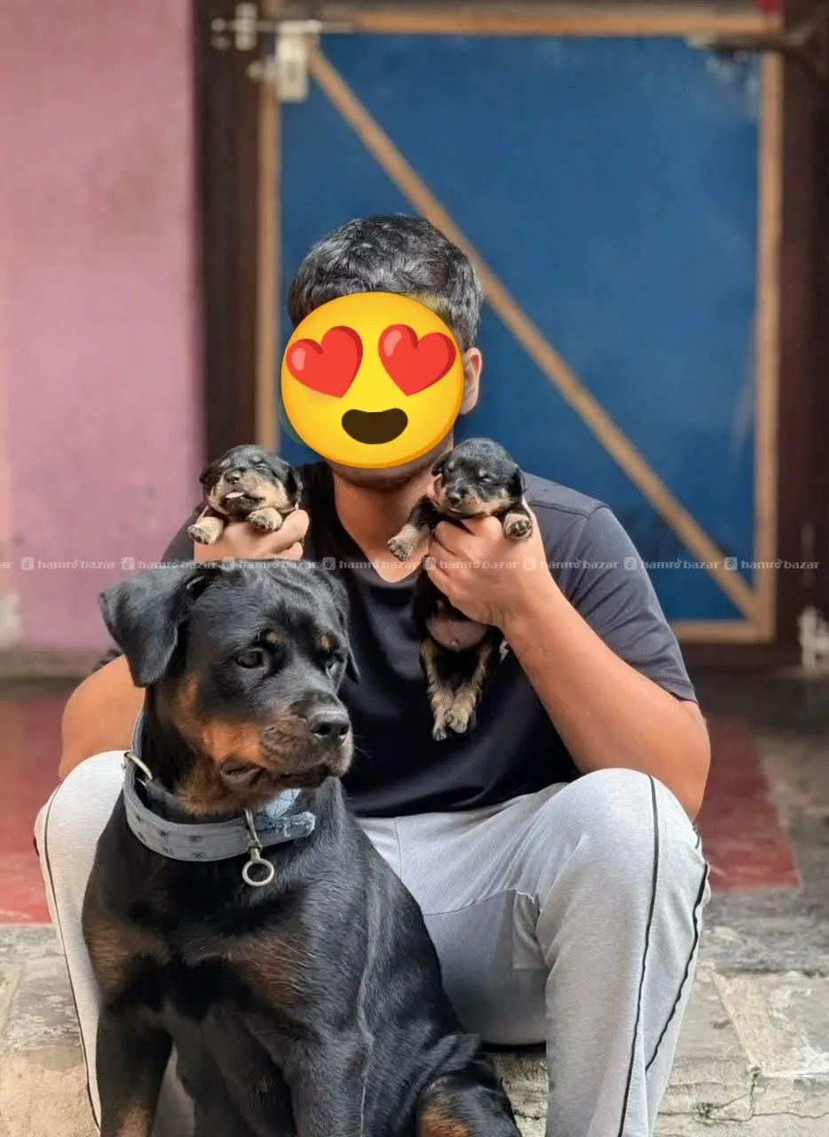 rottweiler puppies available 2