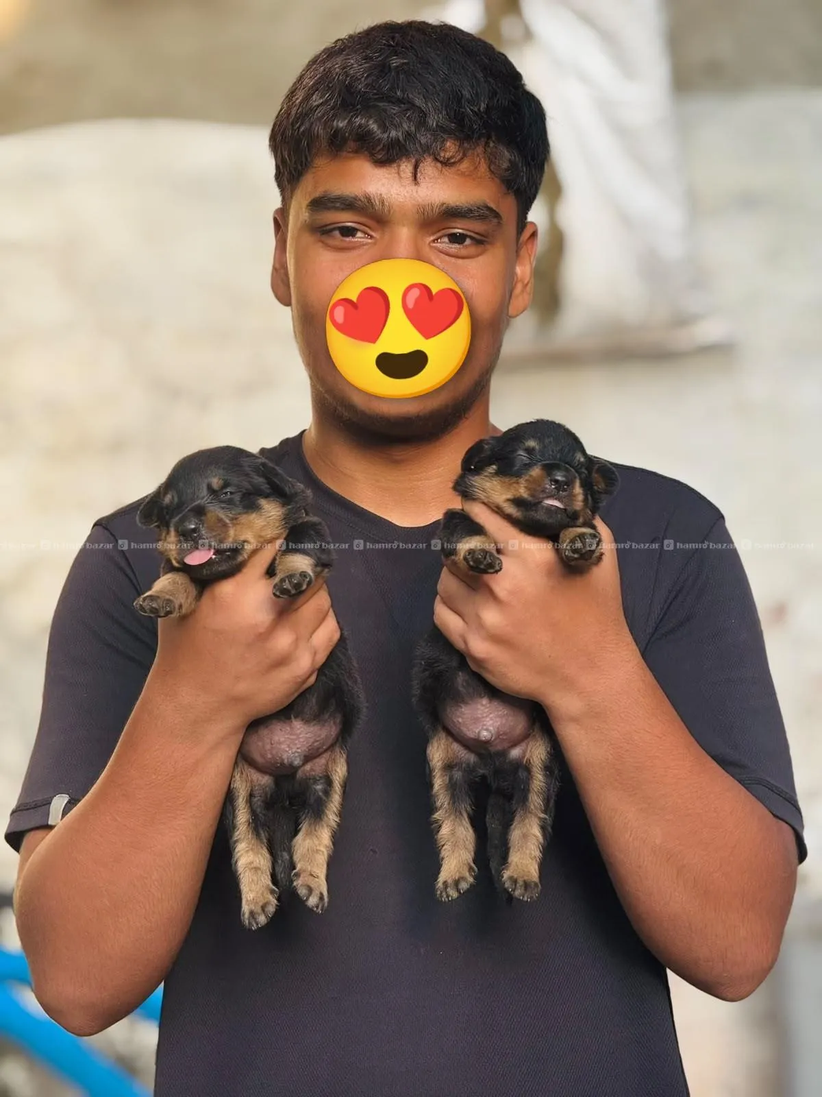rottweiler puppies available 3