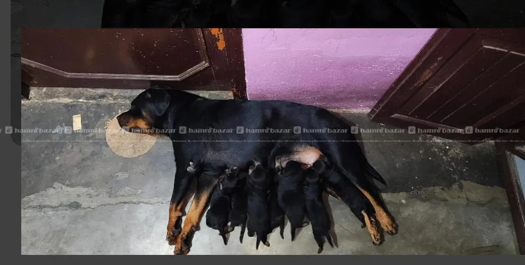 rottweiler puppies available 9701496225 2