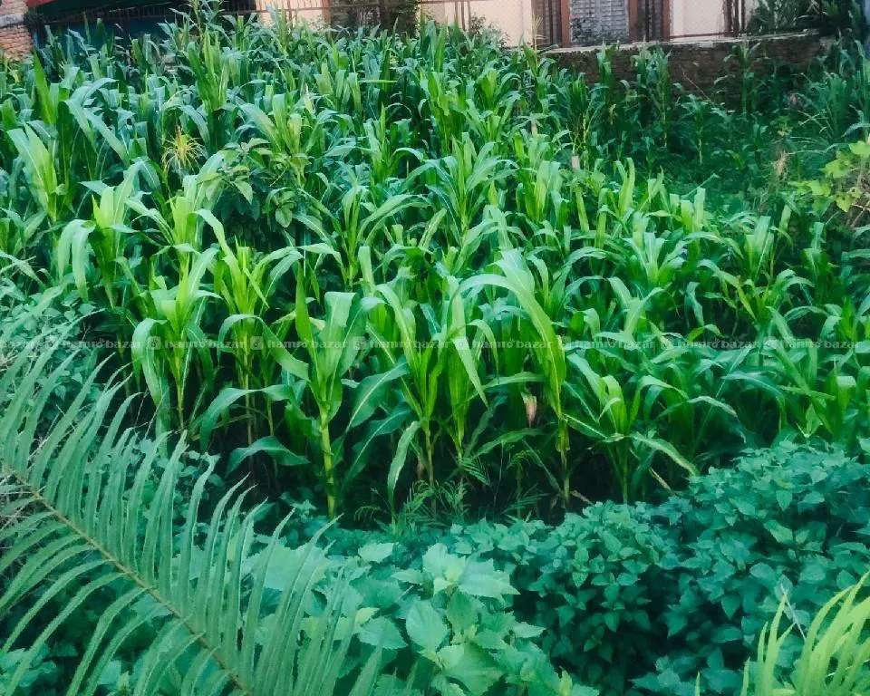 धापासी हाईट मा 6.5आना जग्गा बिक्रि मा 2