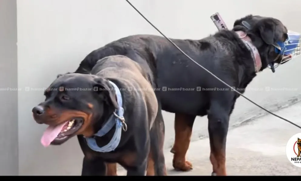 rottweiler puppies available 9701496225 3