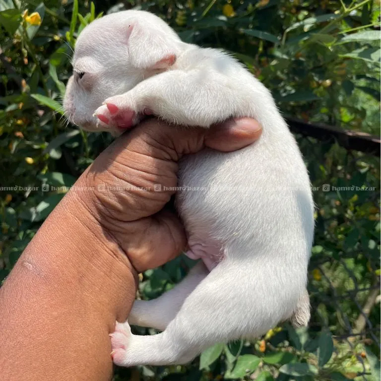 French Bulldog Male 2