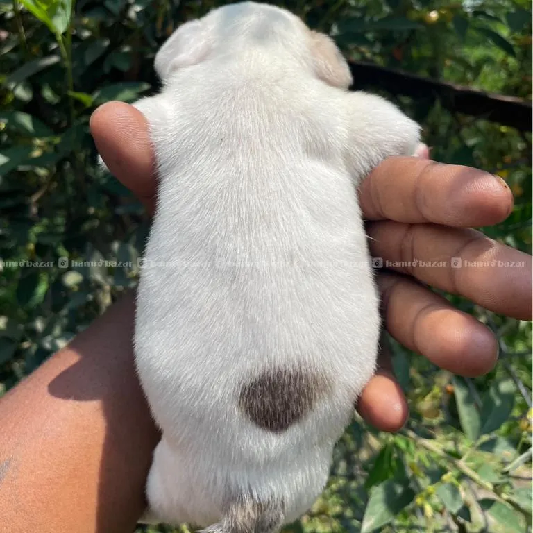 French Bulldog Male 5
