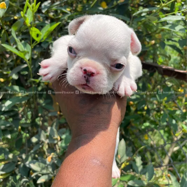 French Bulldog Male 3
