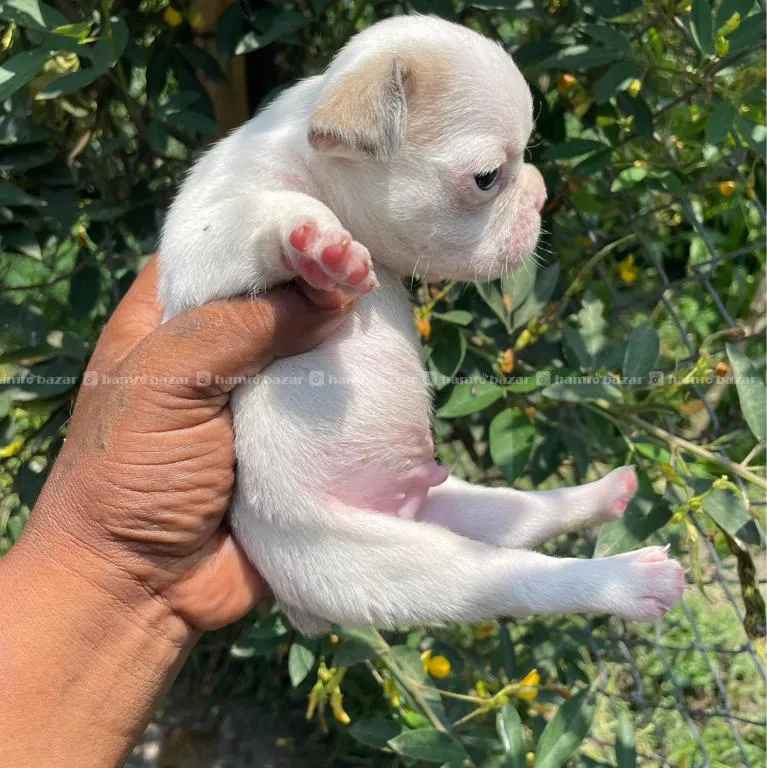 French Bulldog Male 4