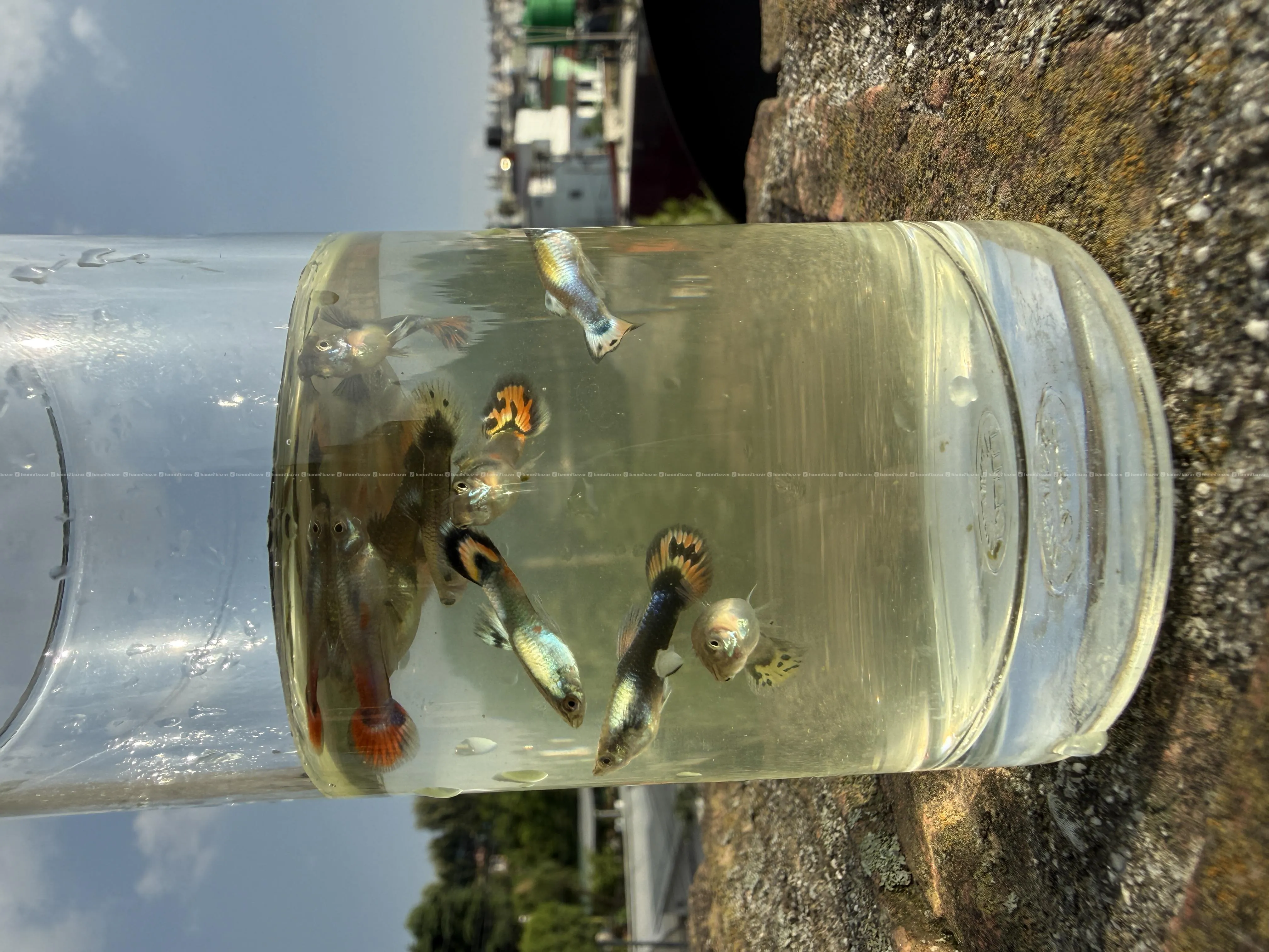Guppy fish 4