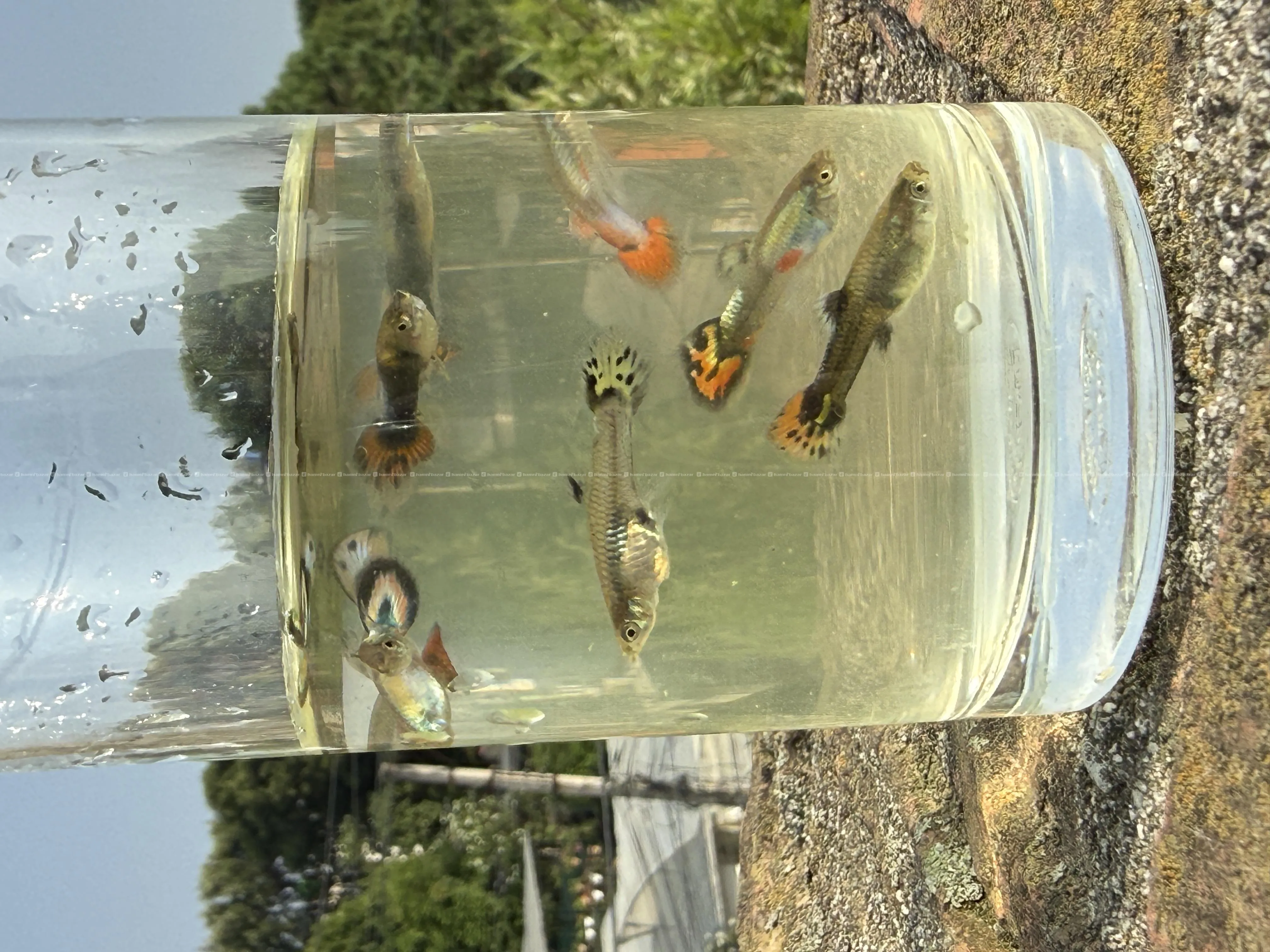 Guppy fish 5