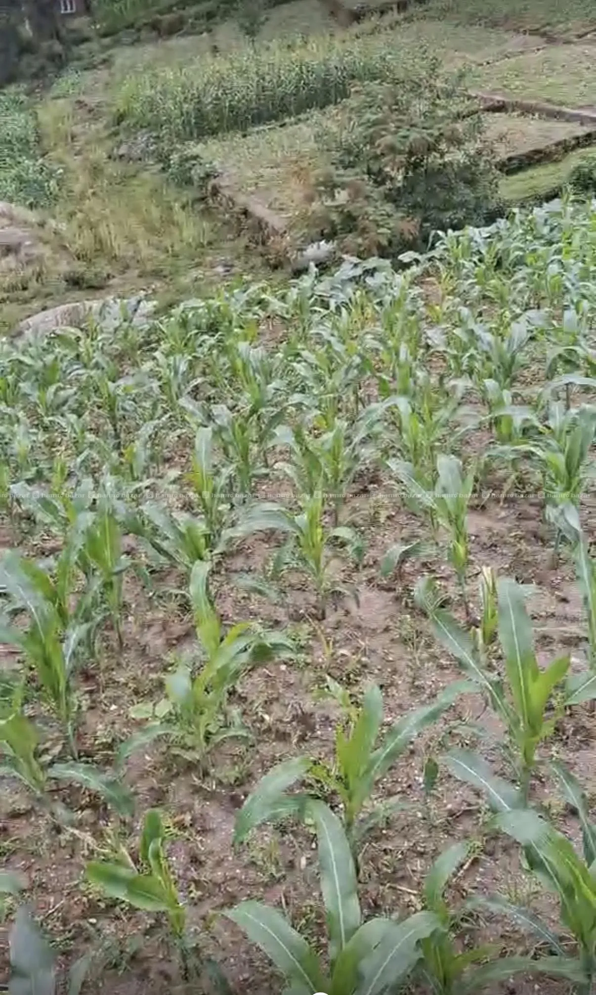 Land on Sale in Jhor Tokha near ward no 1 4