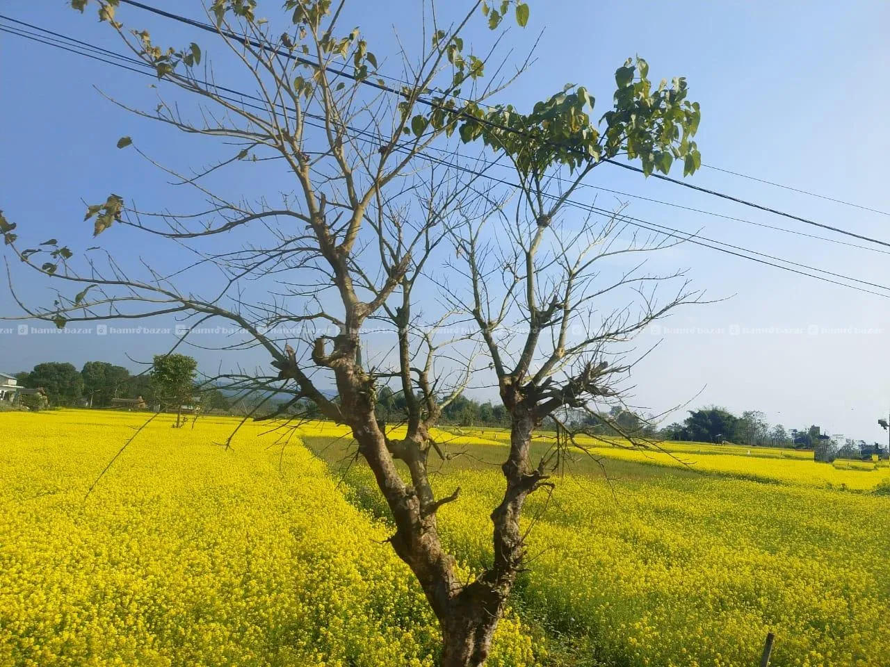 Cheap Plotted Land for Sale 2