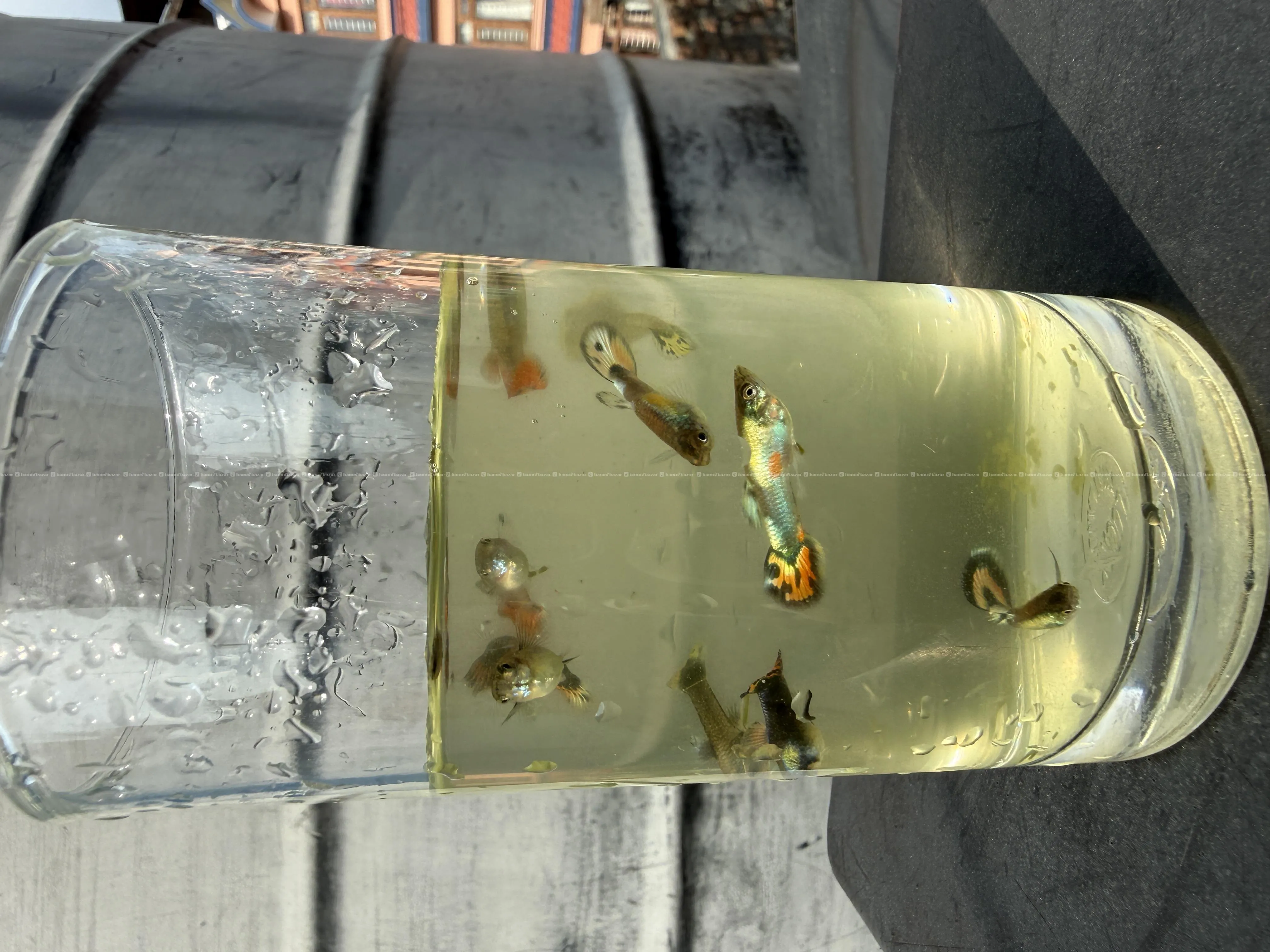 Guppy fish 3