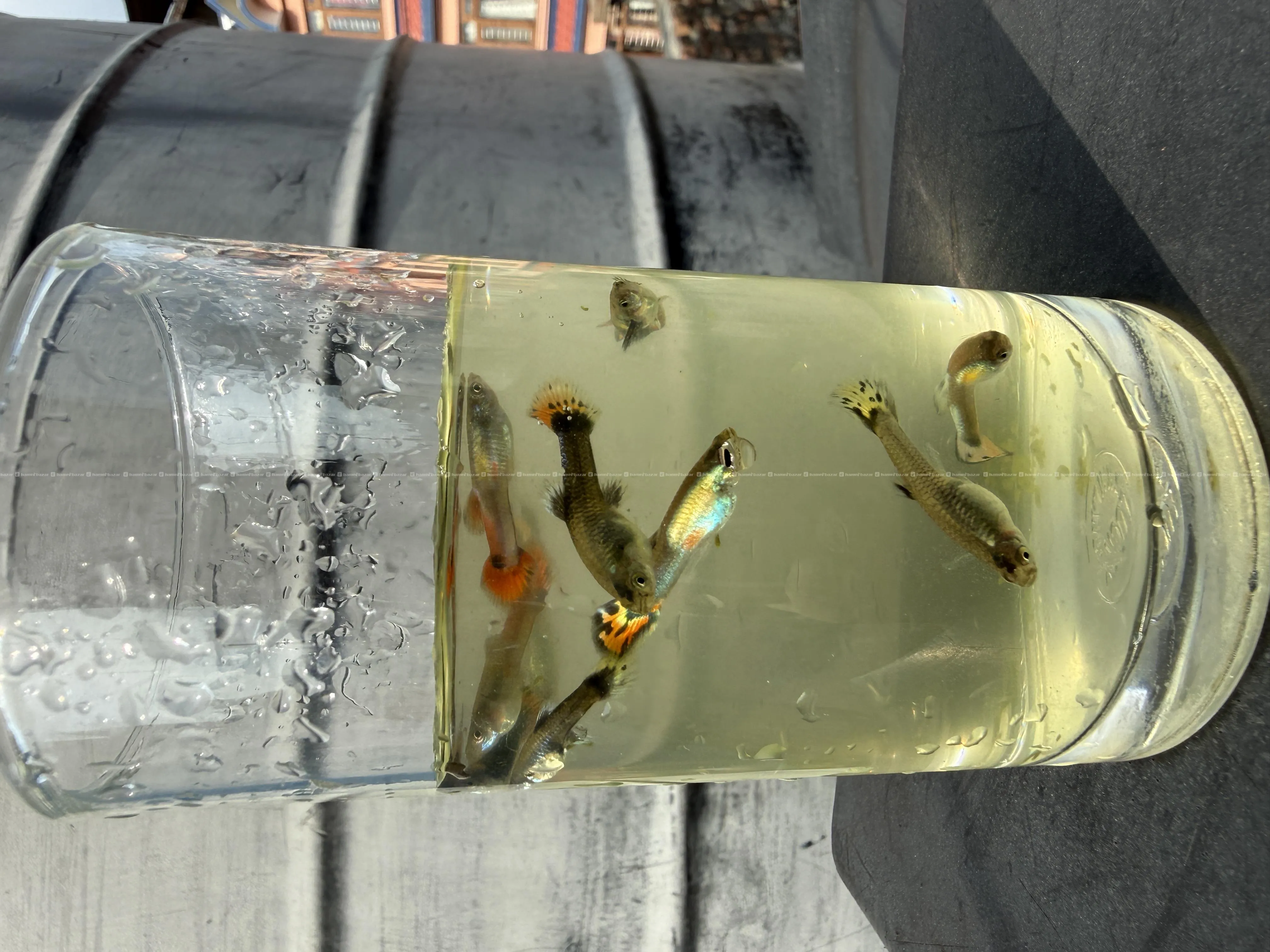 Guppy fish 2